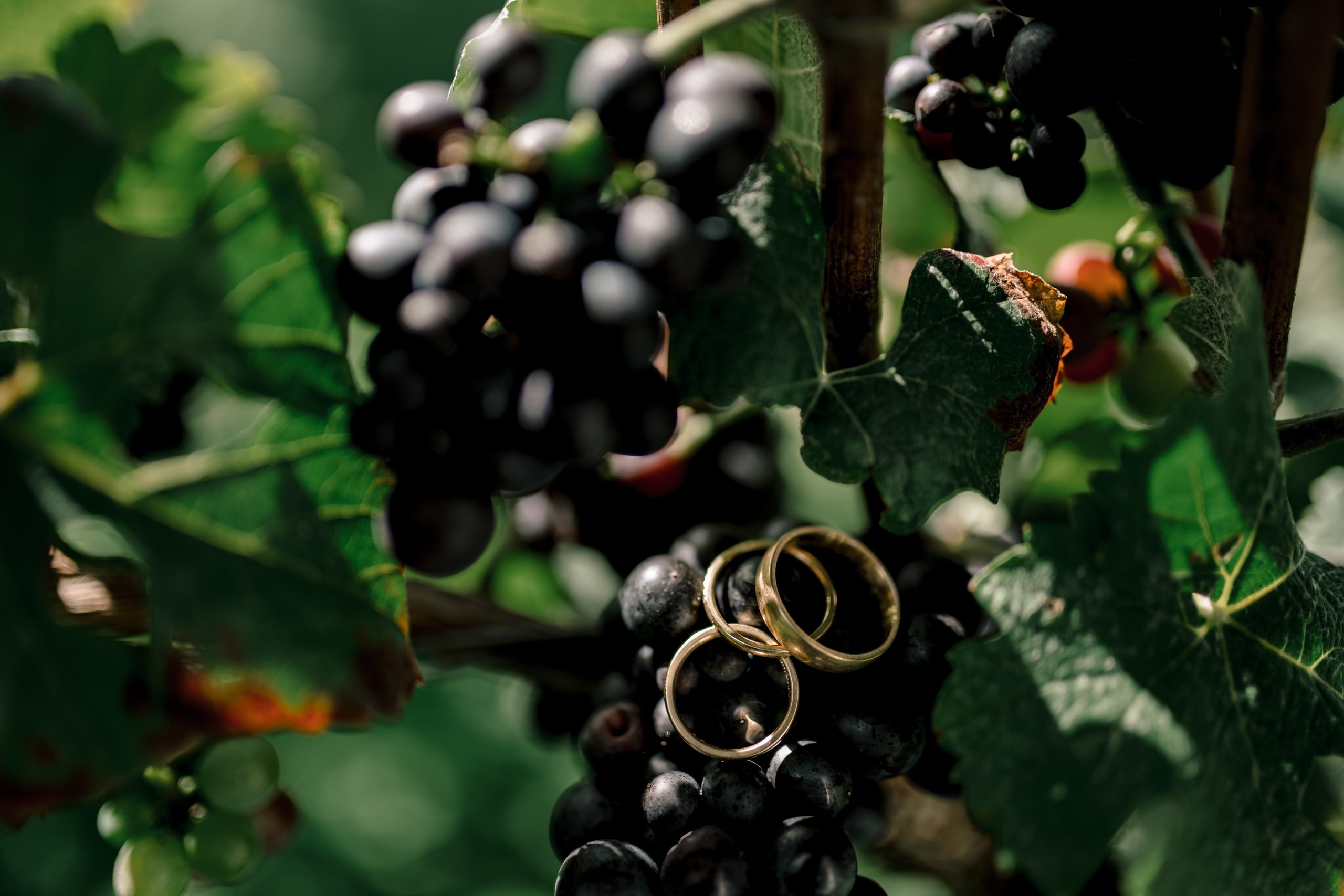 Hochzeit Kloster Bronnbach – Hochzeitsfotografin Würzburg. Anna Saribekyan – Beste Hochzeitsfotografin in Würzburg, Top 10 in Deutschland