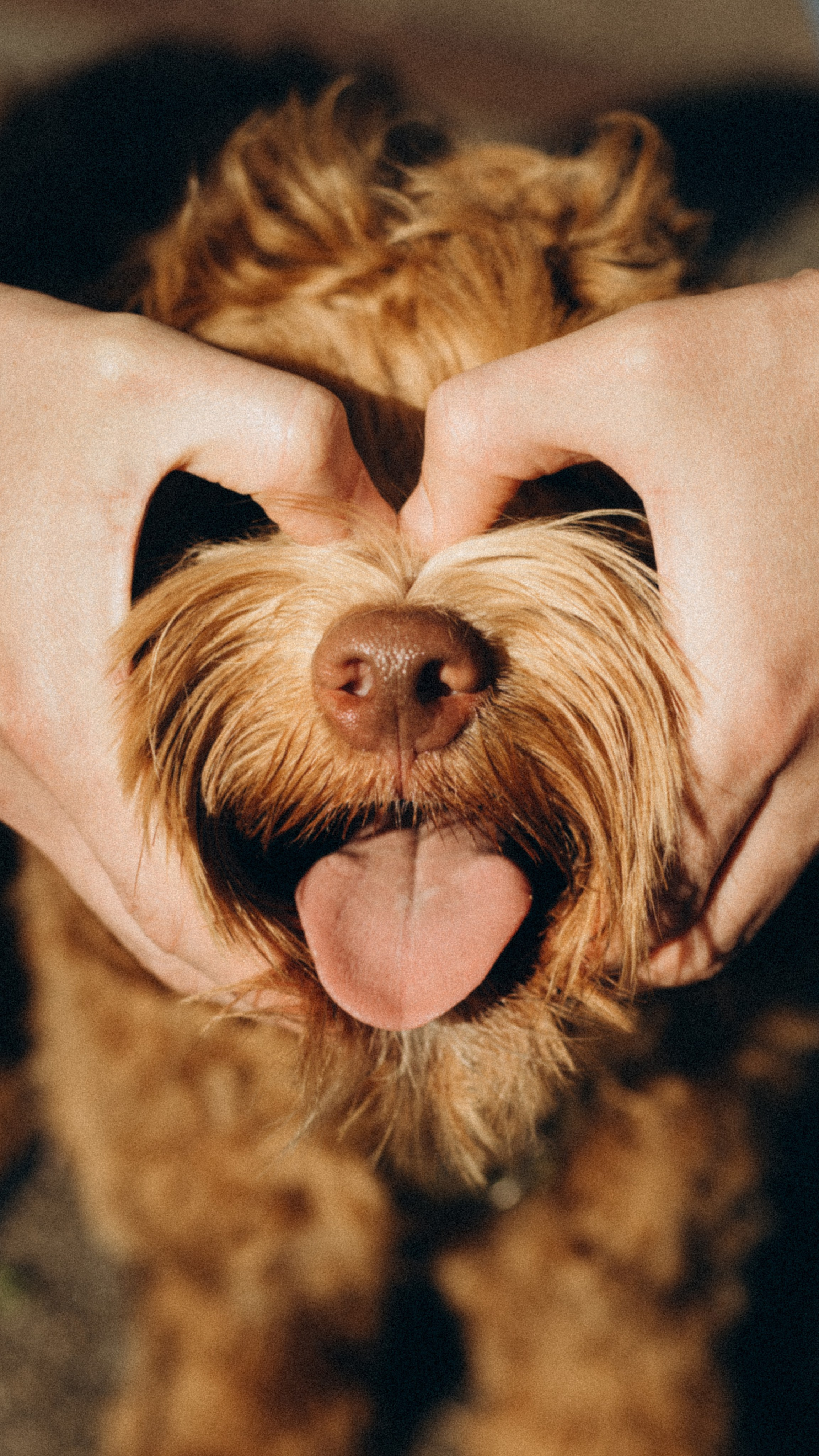 Pets. Photographer Düsseldorf, Cologne, NRW — Kristina Braudo
