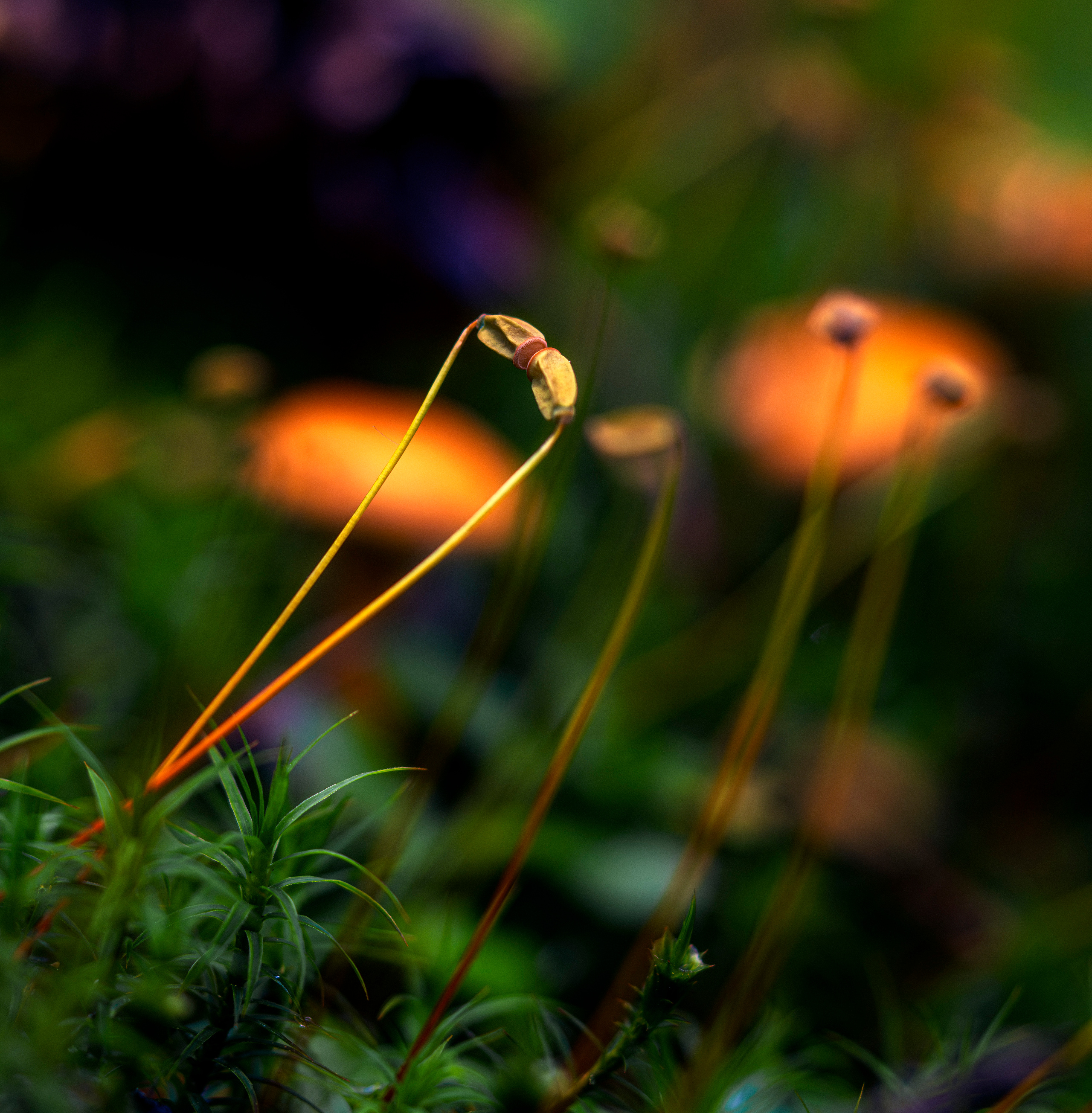 Flowers. LUKIN IGOR Photography