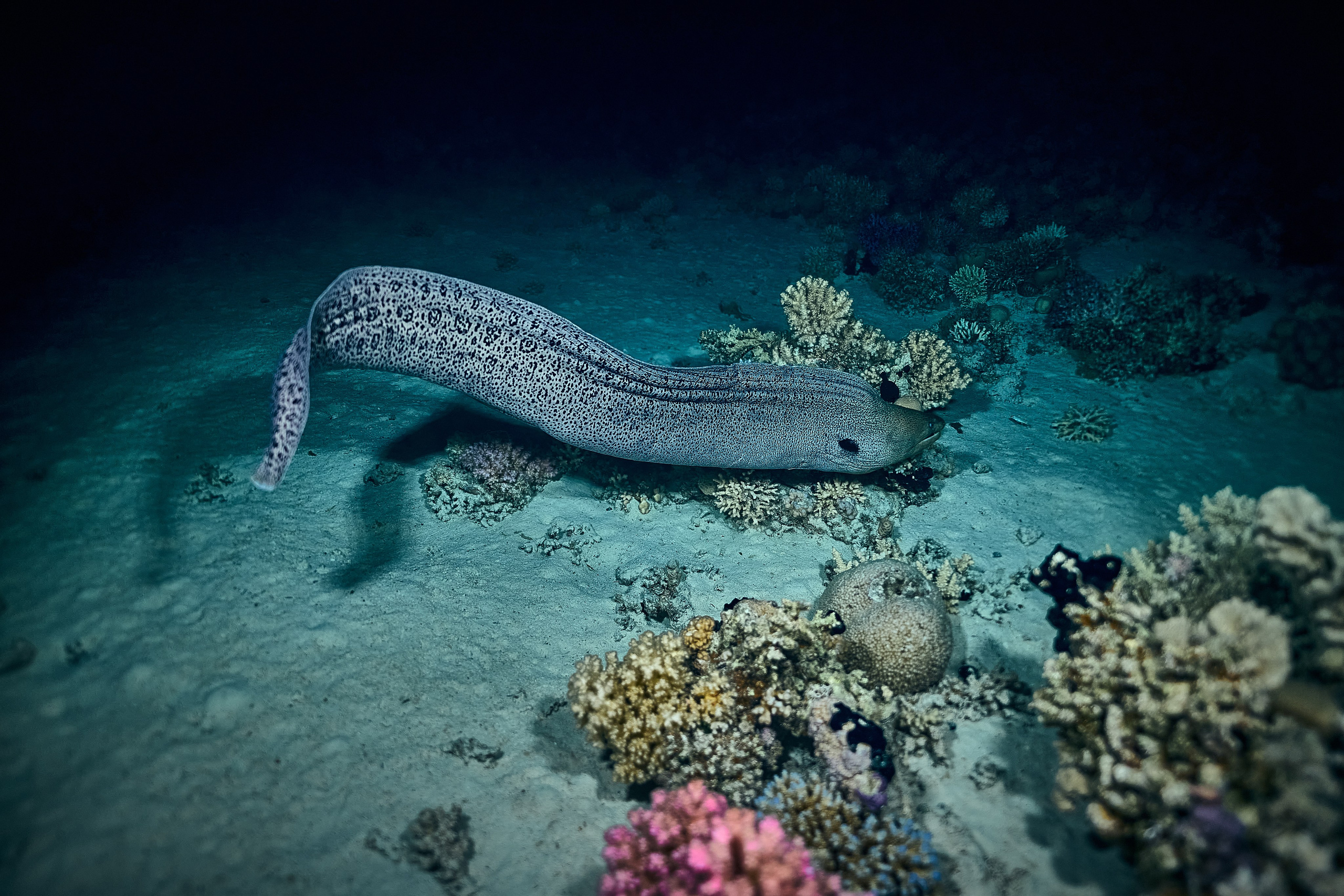Fotograf podwodny Andriej Szypiłow - Fauna i flora Czerwonego i Adriatyckiego Mórz. Andriej Szypilow - Fotografia & Wideografia