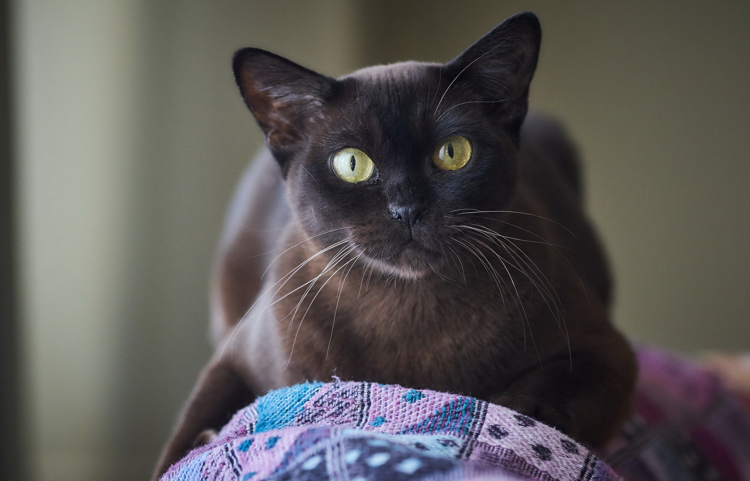 Nature & Wildlife. Yuri Popkov | Photographer