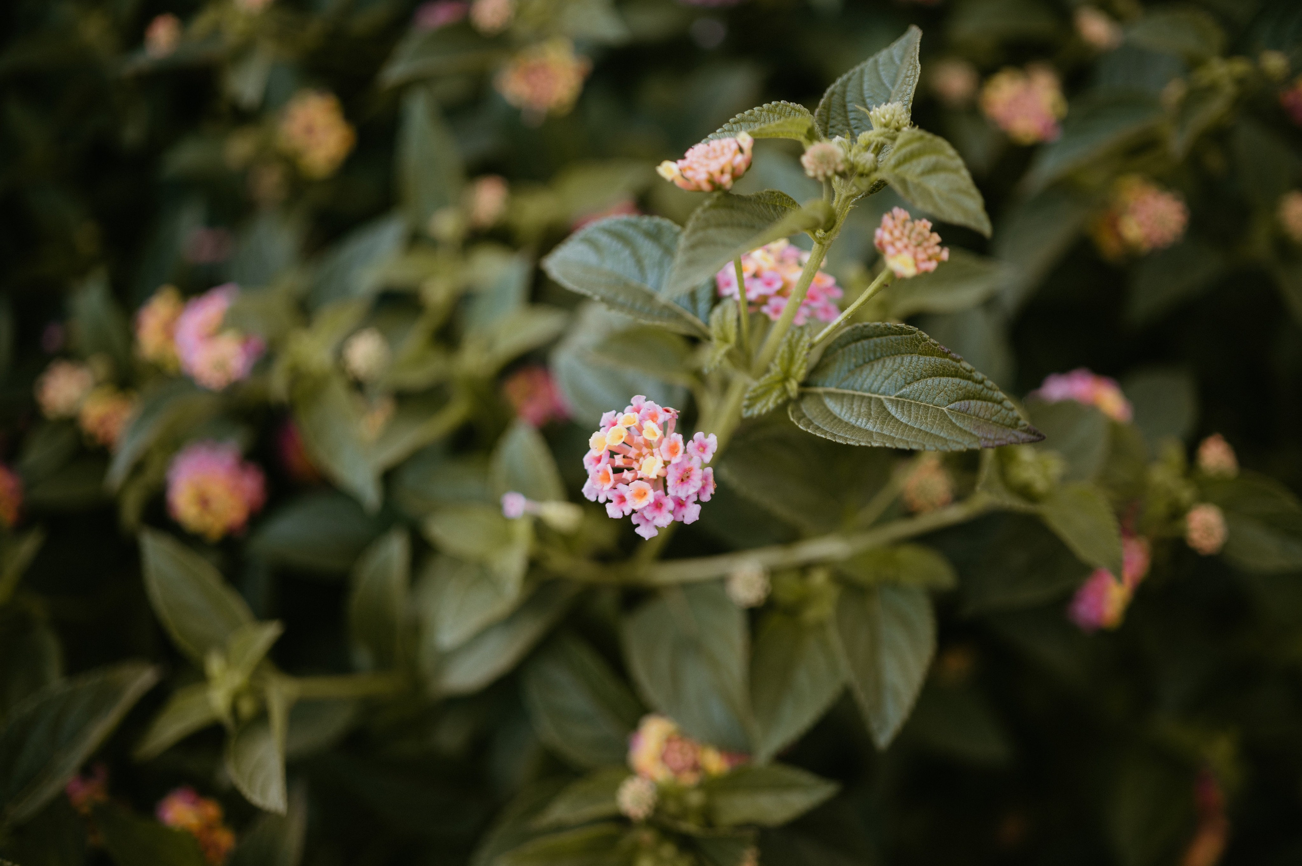 Ședință foto romantică în Lisabona – Inspirație pentru fotografiile de nuntă. Valentin Melen - fotograf de nunta 🤍