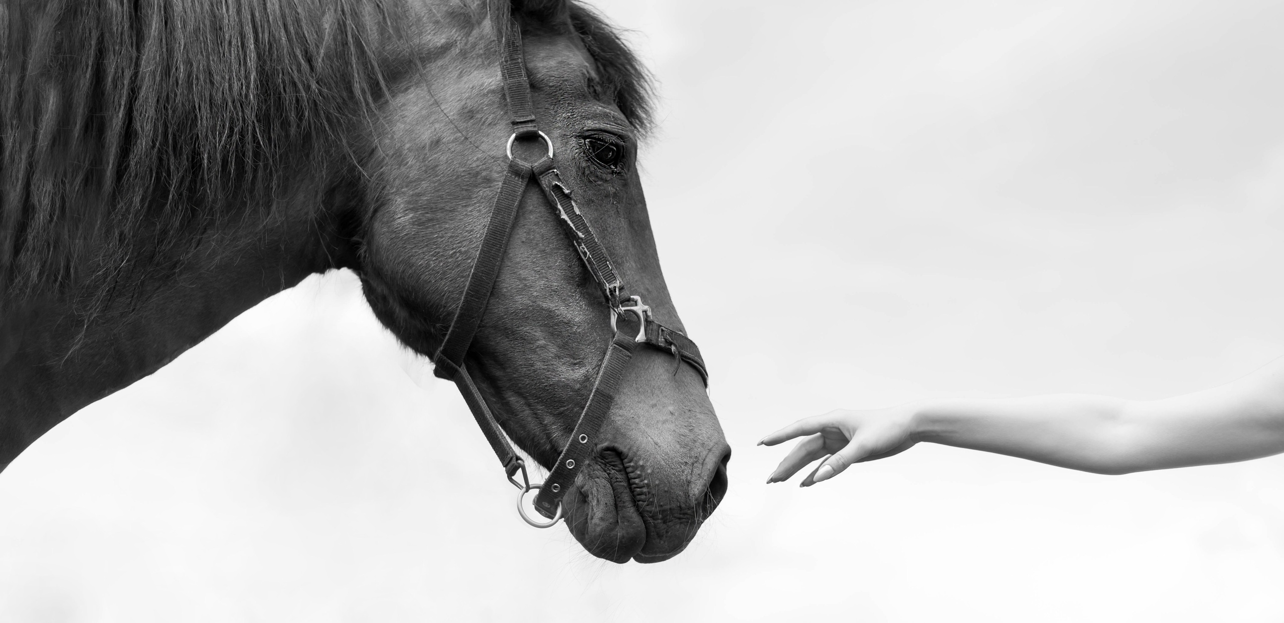 Photoshoot with Horses. Professional Photograher, Antwerpen/Belgium