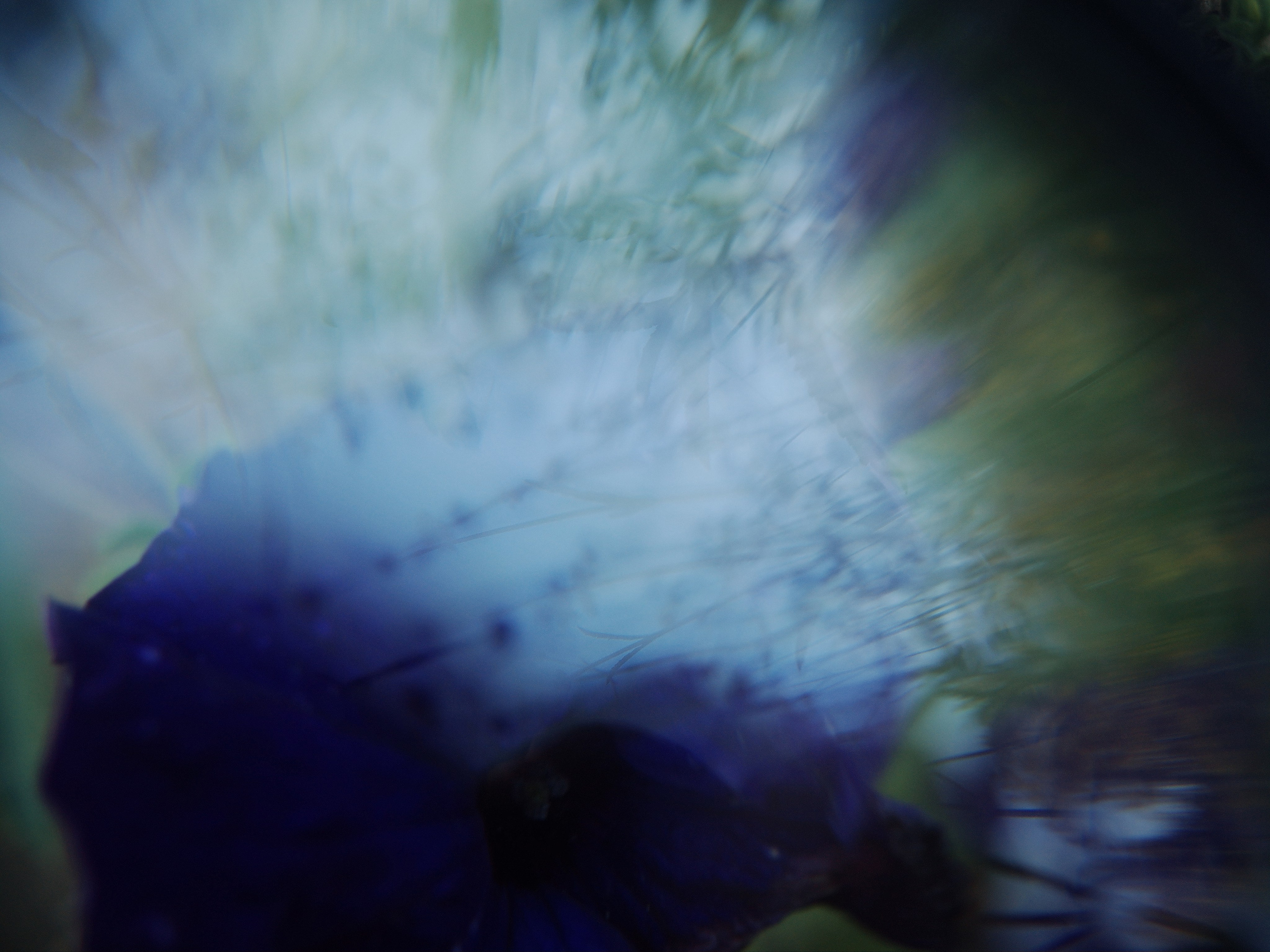 Garden of Forking Paths. Виктория Дини. Арт-фотография