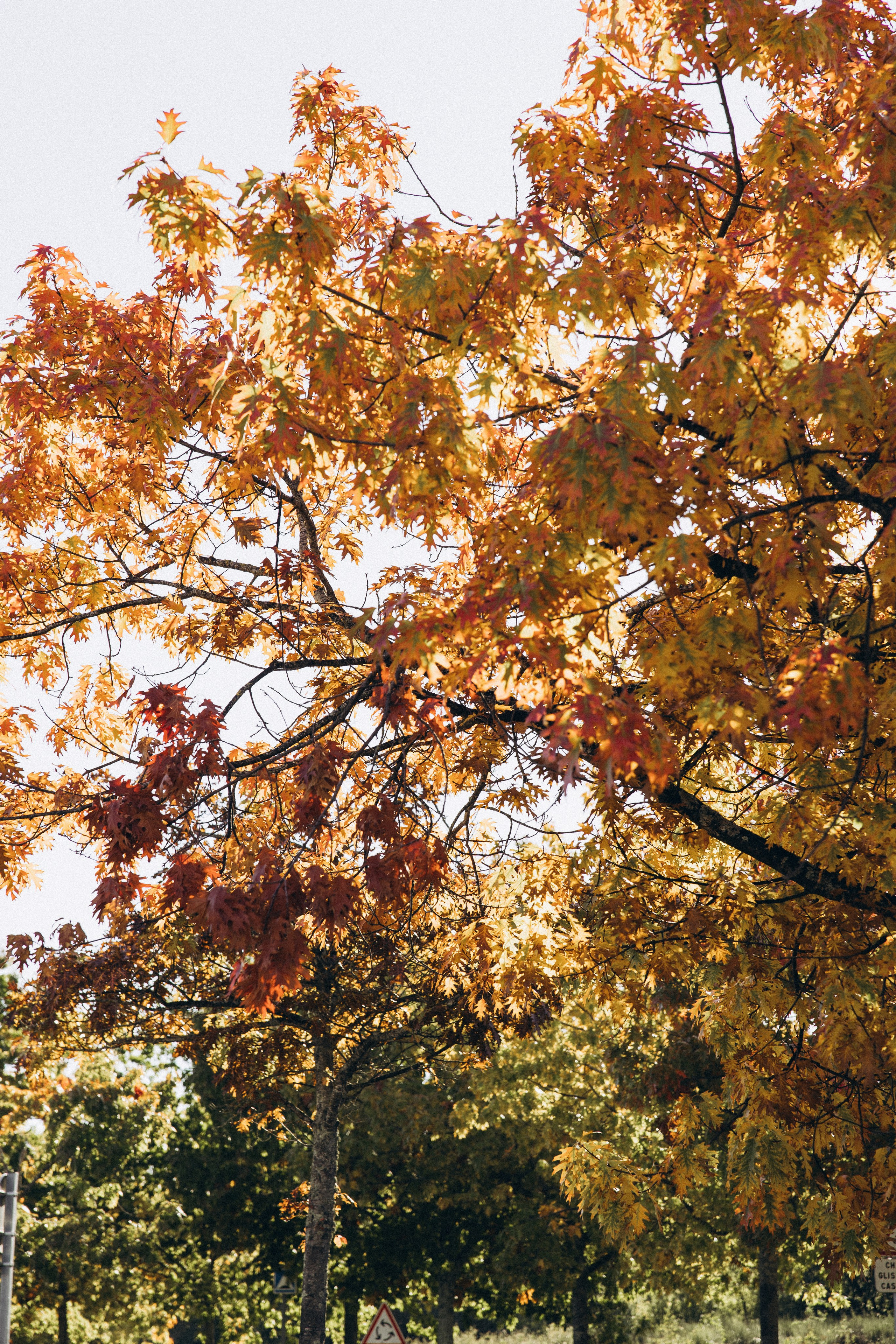 Autumn mother-son family photoshoot in Toulouse. Eugenie Smirnova — wedding, corporate and lifestyle photographer in Toulouse and Southwest France