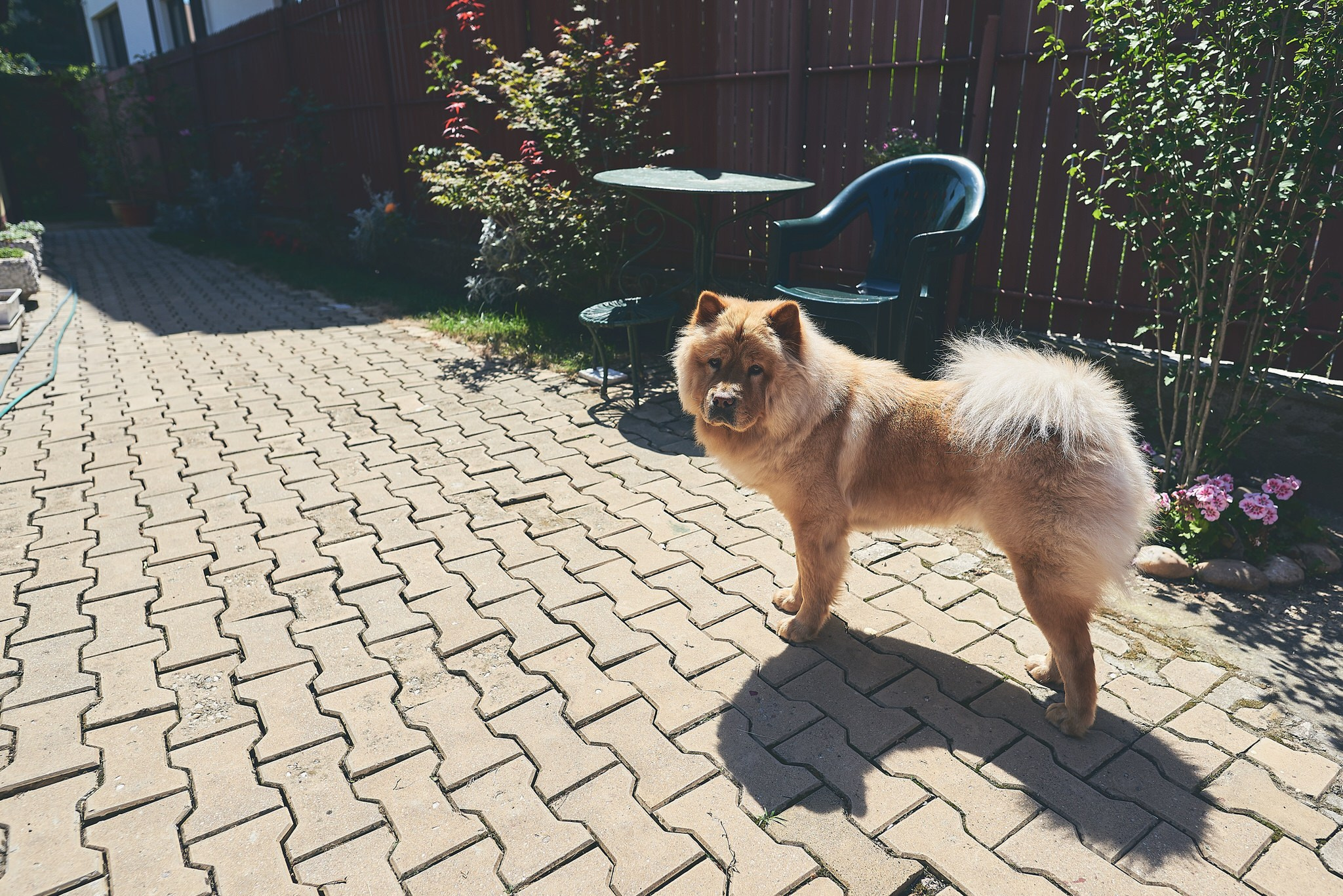 Eric. Georgescu Alexandru Fotograf