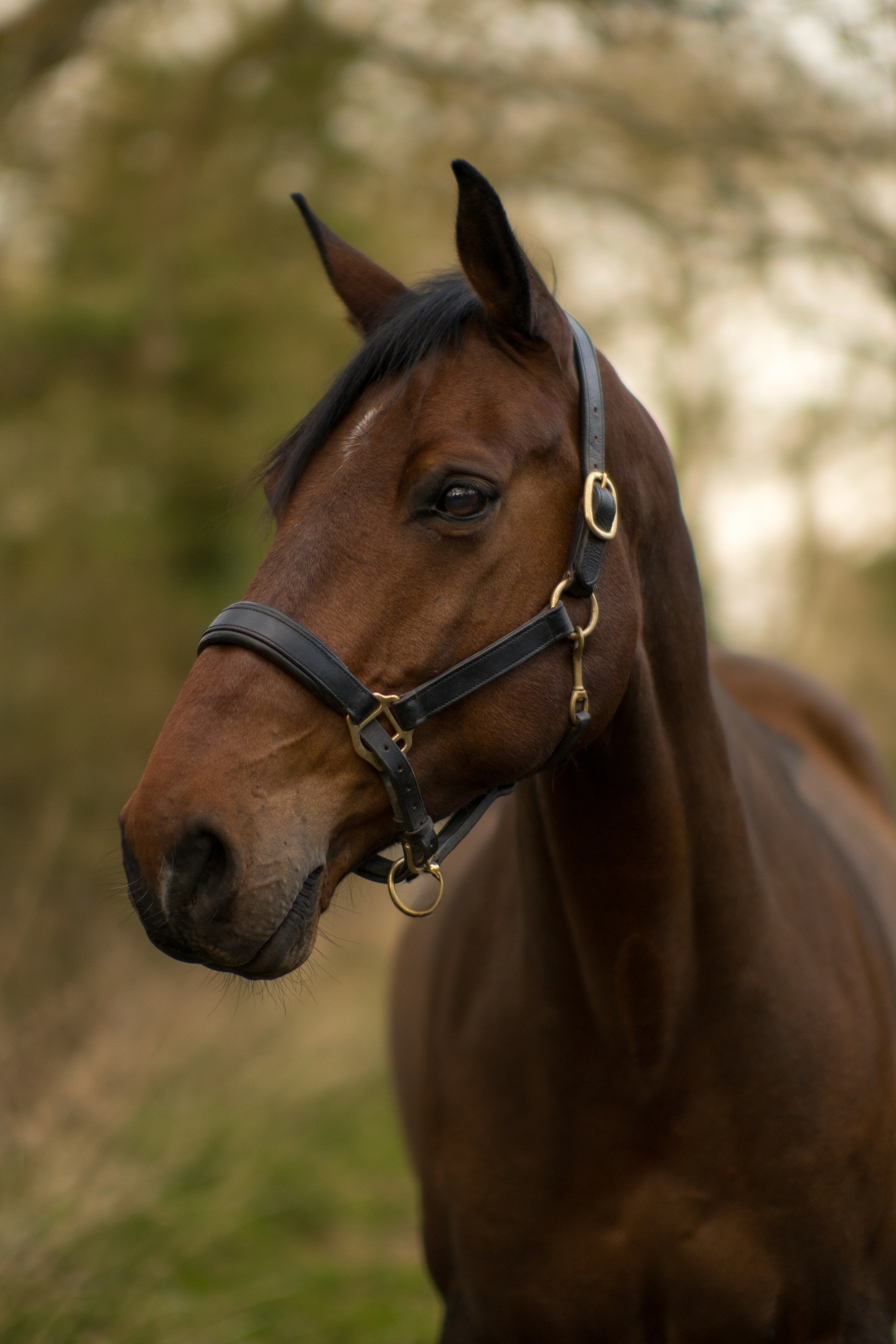 Horse with fresh greenery and hedges in the background during spring portrait