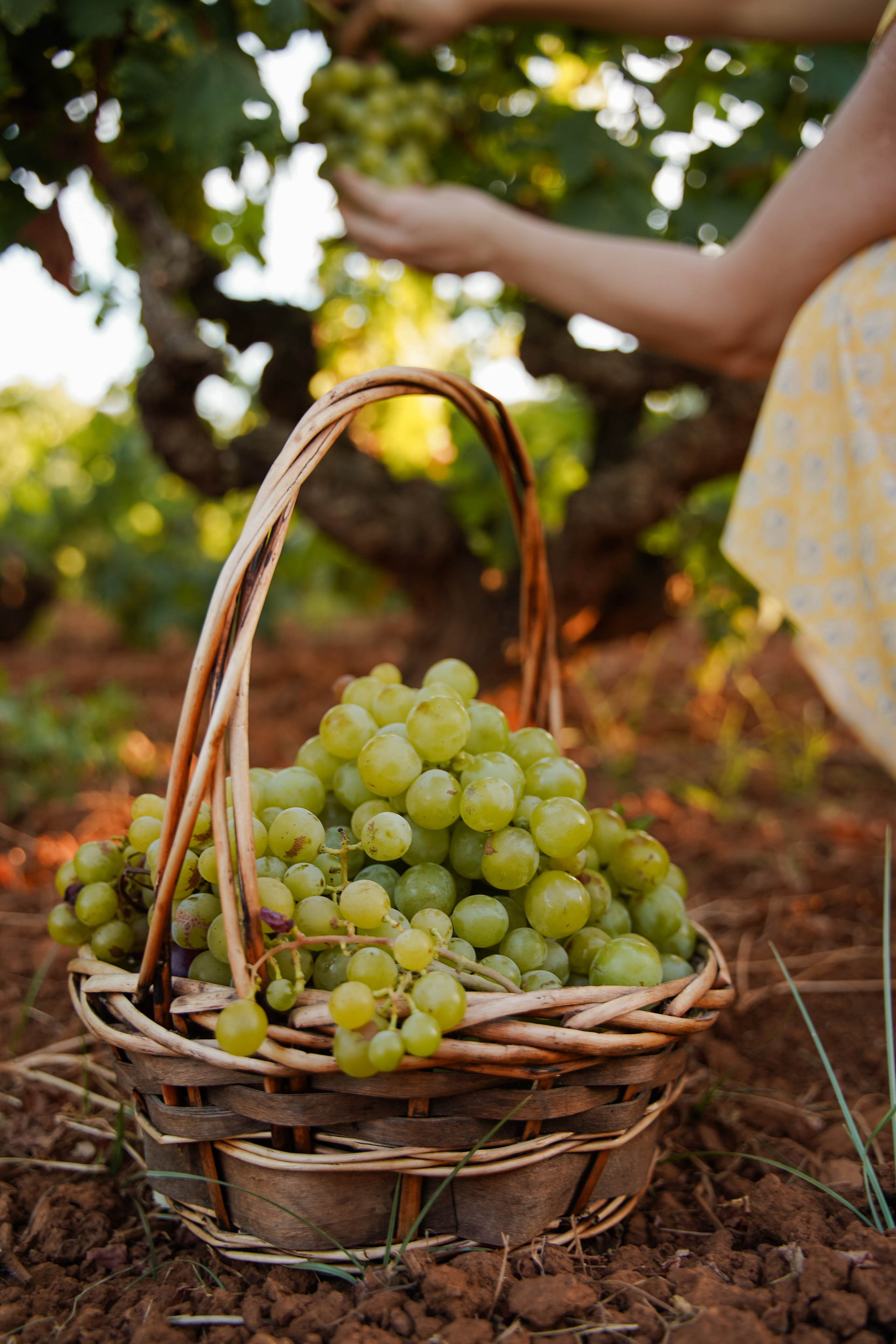 Sesiones individuales en viñedos. Fotografo familiar, bodas, reportaje Diana Memetova Alicante, Benidorm