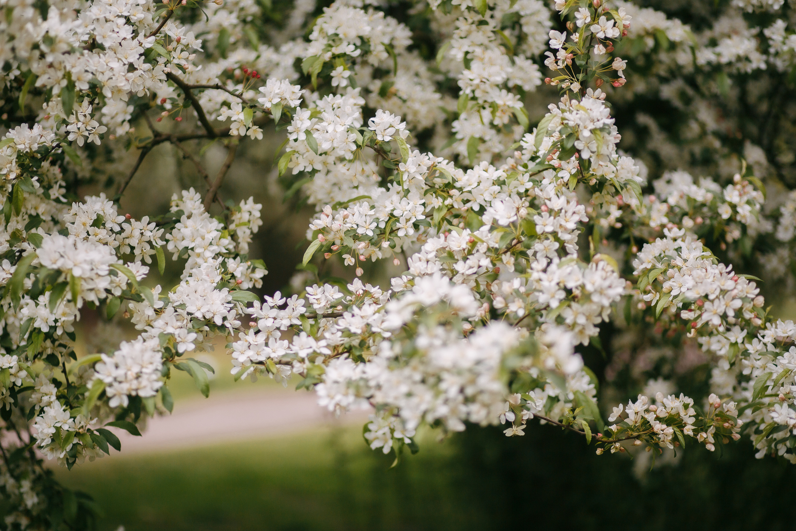 Цветение Настя. Fotografin Hamburg Reinbek Elizaveta Romanova