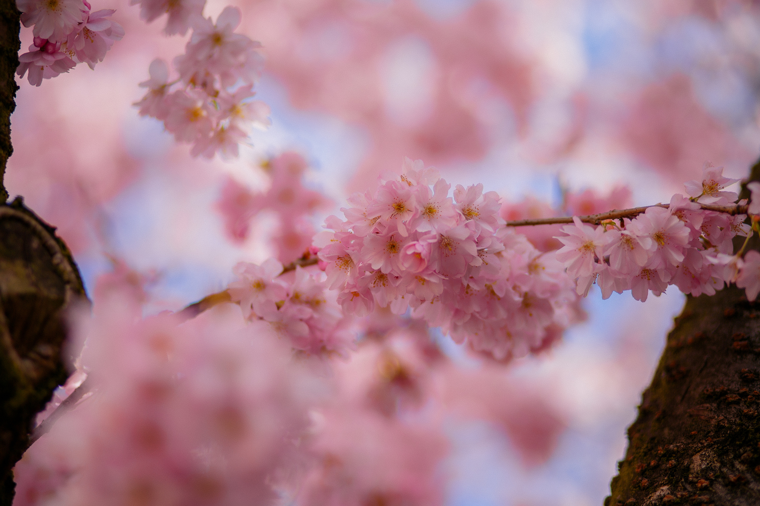 Цветение Ирочка. Fotografin Hamburg Reinbek Elizaveta Romanova