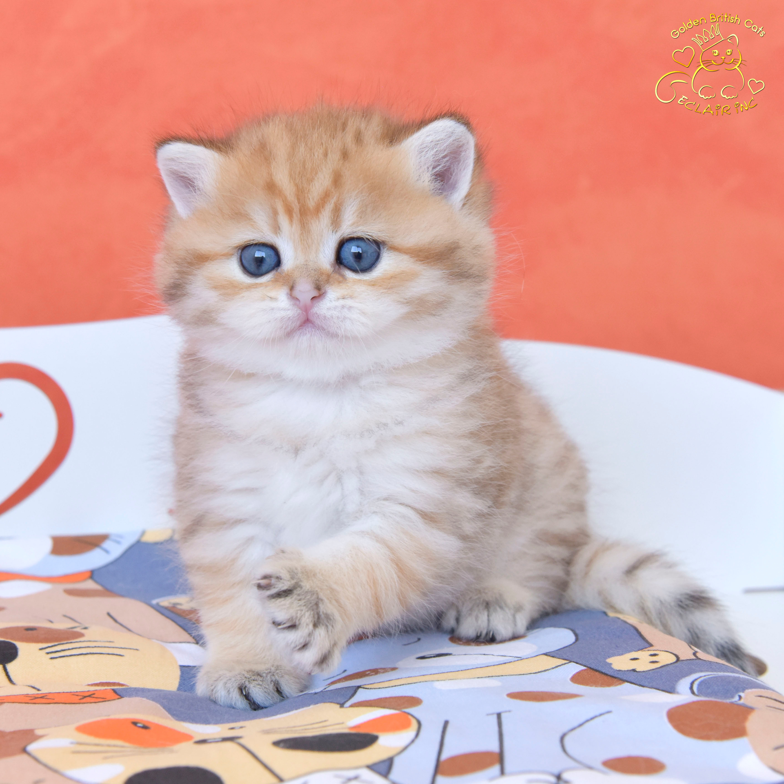 british shorthair golden, british shorthair golden cattery, british shorthair cattery greece, british golden chinchilla greece, british shorthair price, british shorthair Cyprus price, british shorthair Limassol price, cattery british shorthair Limassol, cattery british shorthair Cyprus, british shorthair kittens price, Cattery British shorthair Cyprus, cattery british shorthair Limassol, british kittens Limassol, british kittens Limassol price, cats for sale Limassol, kitten for sale Limassol, kitten for sale Cyprus, kitten for sale with pedigree limassol, cats for sale Limassol, cats for sale Larnaka, cats for sale Nicosia, kittens for sale Limassol, kittens for sale with pedigree Limassol