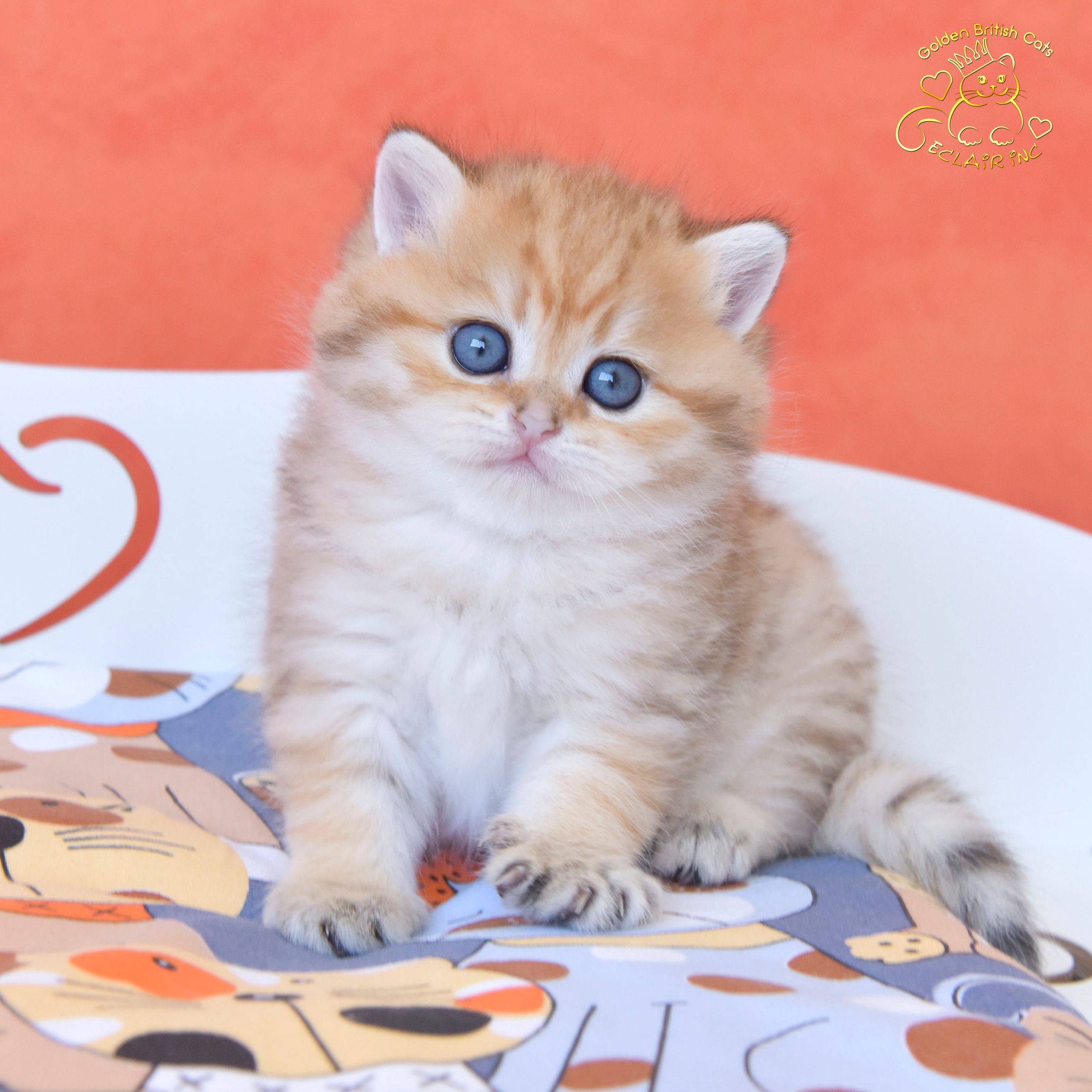 british shorthair golden, british shorthair golden cattery, british shorthair cattery greece, british golden chinchilla greece, british shorthair price, british shorthair Cyprus price, british shorthair Limassol price, cattery british shorthair Limassol, cattery british shorthair Cyprus, british shorthair kittens price, Cattery British shorthair Cyprus, cattery british shorthair Limassol, british kittens Limassol, british kittens Limassol price, cats for sale Limassol, kitten for sale Limassol, kitten for sale Cyprus, kitten for sale with pedigree limassol, cats for sale Limassol, cats for sale Larnaka, cats for sale Nicosia, kittens for sale Limassol, kittens for sale with pedigree Limassol