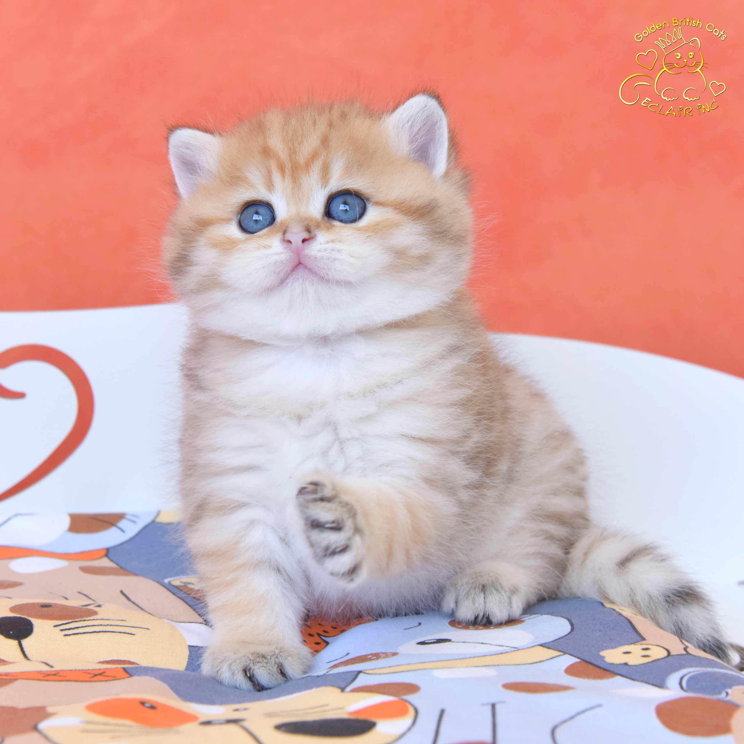 british shorthair golden, british shorthair golden cattery, british shorthair cattery greece, british golden chinchilla greece, british shorthair price, british shorthair Cyprus price, british shorthair Limassol price, cattery british shorthair Limassol, cattery british shorthair Cyprus, british shorthair kittens price, Cattery British shorthair Cyprus, cattery british shorthair Limassol, british kittens Limassol, british kittens Limassol price, cats for sale Limassol, kitten for sale Limassol, kitten for sale Cyprus, kitten for sale with pedigree limassol, cats for sale Limassol, cats for sale Larnaka, cats for sale Nicosia, kittens for sale Limassol, kittens for sale with pedigree Limassol