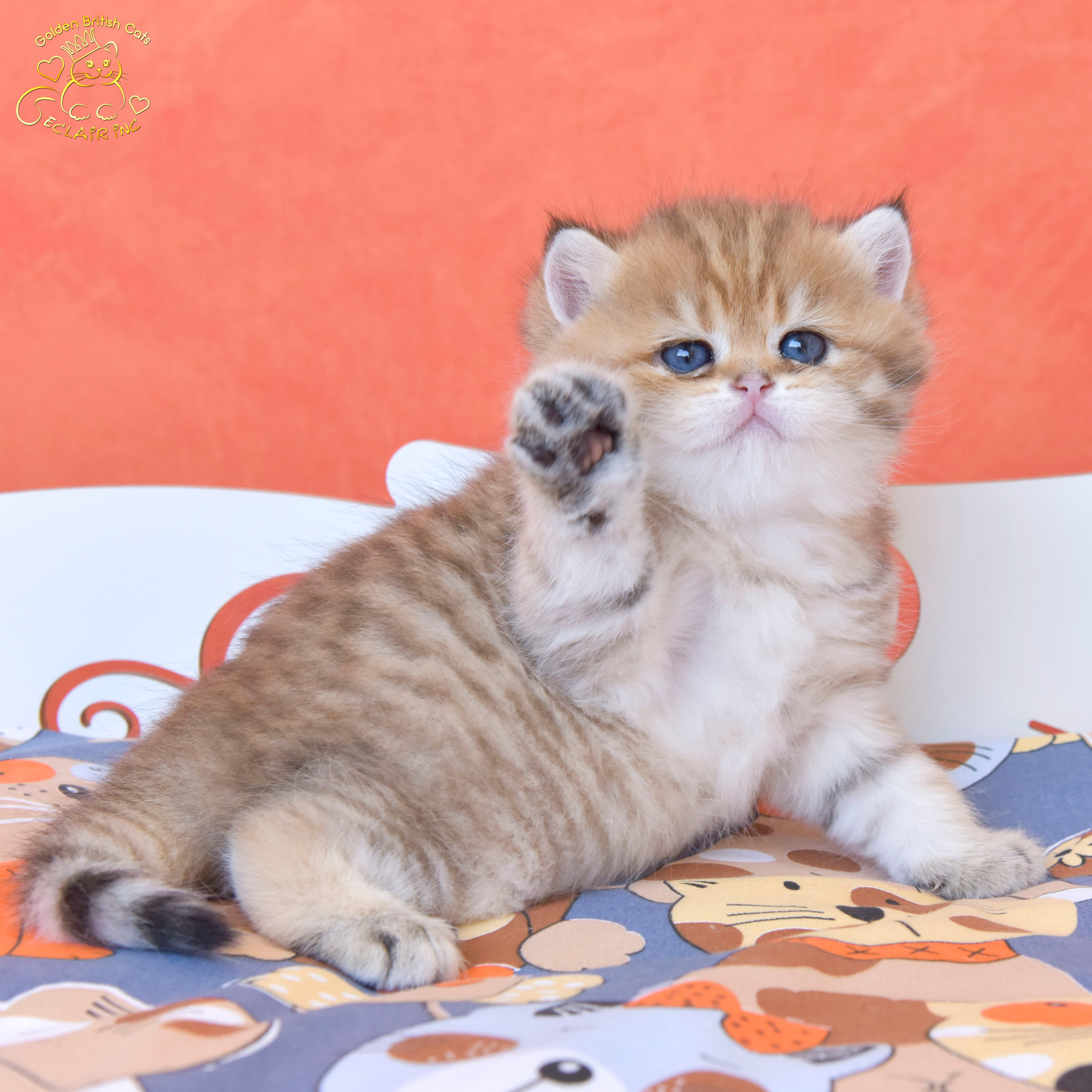 british shorthair golden, british shorthair golden cattery, british shorthair cattery greece, british golden chinchilla greece, british shorthair price, british shorthair Cyprus price, british shorthair Limassol price, cattery british shorthair Limassol, cattery british shorthair Cyprus, british shorthair kittens price, Cattery British shorthair Cyprus, cattery british shorthair Limassol, british kittens Limassol, british kittens Limassol price, cats for sale Limassol, kitten for sale Limassol, kitten for sale Cyprus, kitten for sale with pedigree limassol, cats for sale Limassol, cats for sale Larnaka, cats for sale Nicosia, kittens for sale Limassol, kittens for sale with pedigree Limassol