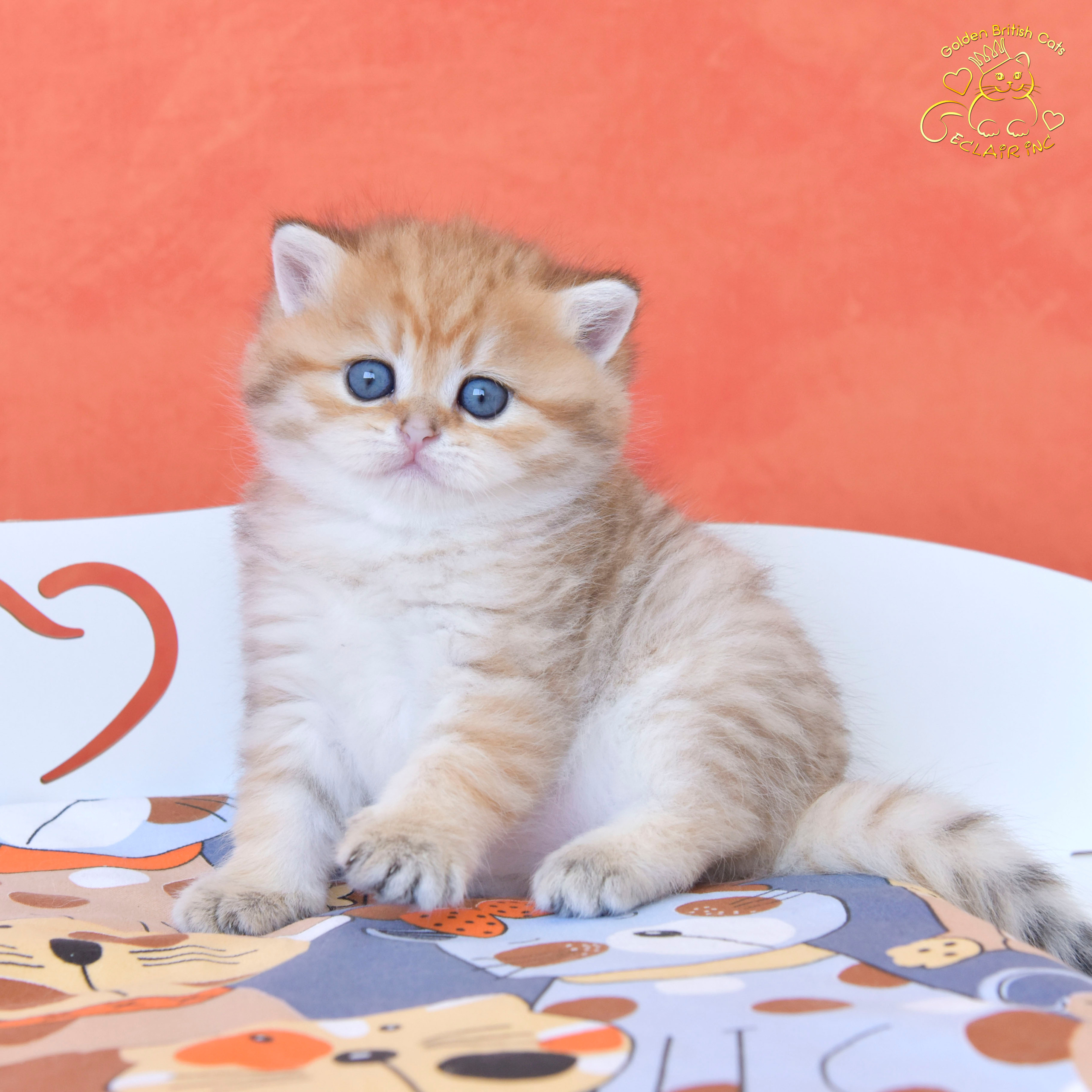 british shorthair golden, british shorthair golden cattery, british shorthair cattery greece, british golden chinchilla greece, british shorthair price, british shorthair Cyprus price, british shorthair Limassol price, cattery british shorthair Limassol, cattery british shorthair Cyprus, british shorthair kittens price, Cattery British shorthair Cyprus, cattery british shorthair Limassol, british kittens Limassol, british kittens Limassol price, cats for sale Limassol, kitten for sale Limassol, kitten for sale Cyprus, kitten for sale with pedigree limassol, cats for sale Limassol, cats for sale Larnaka, cats for sale Nicosia, kittens for sale Limassol, kittens for sale with pedigree Limassol