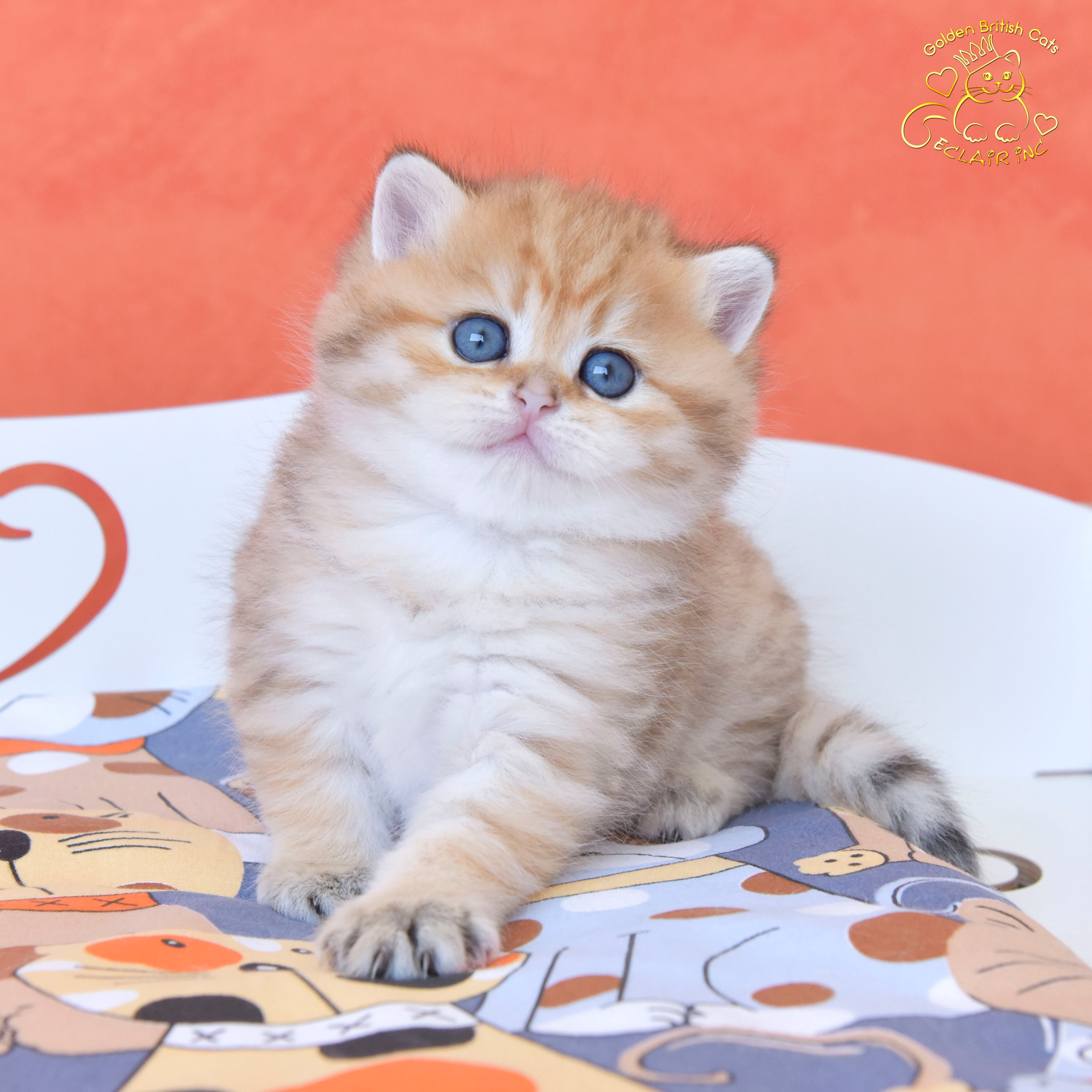 british shorthair golden, british shorthair golden cattery, british shorthair cattery greece, british golden chinchilla greece, british shorthair price, british shorthair Cyprus price, british shorthair Limassol price, cattery british shorthair Limassol, cattery british shorthair Cyprus, british shorthair kittens price, Cattery British shorthair Cyprus, cattery british shorthair Limassol, british kittens Limassol, british kittens Limassol price, cats for sale Limassol, kitten for sale Limassol, kitten for sale Cyprus, kitten for sale with pedigree limassol, cats for sale Limassol, cats for sale Larnaka, cats for sale Nicosia, kittens for sale Limassol, kittens for sale with pedigree Limassol