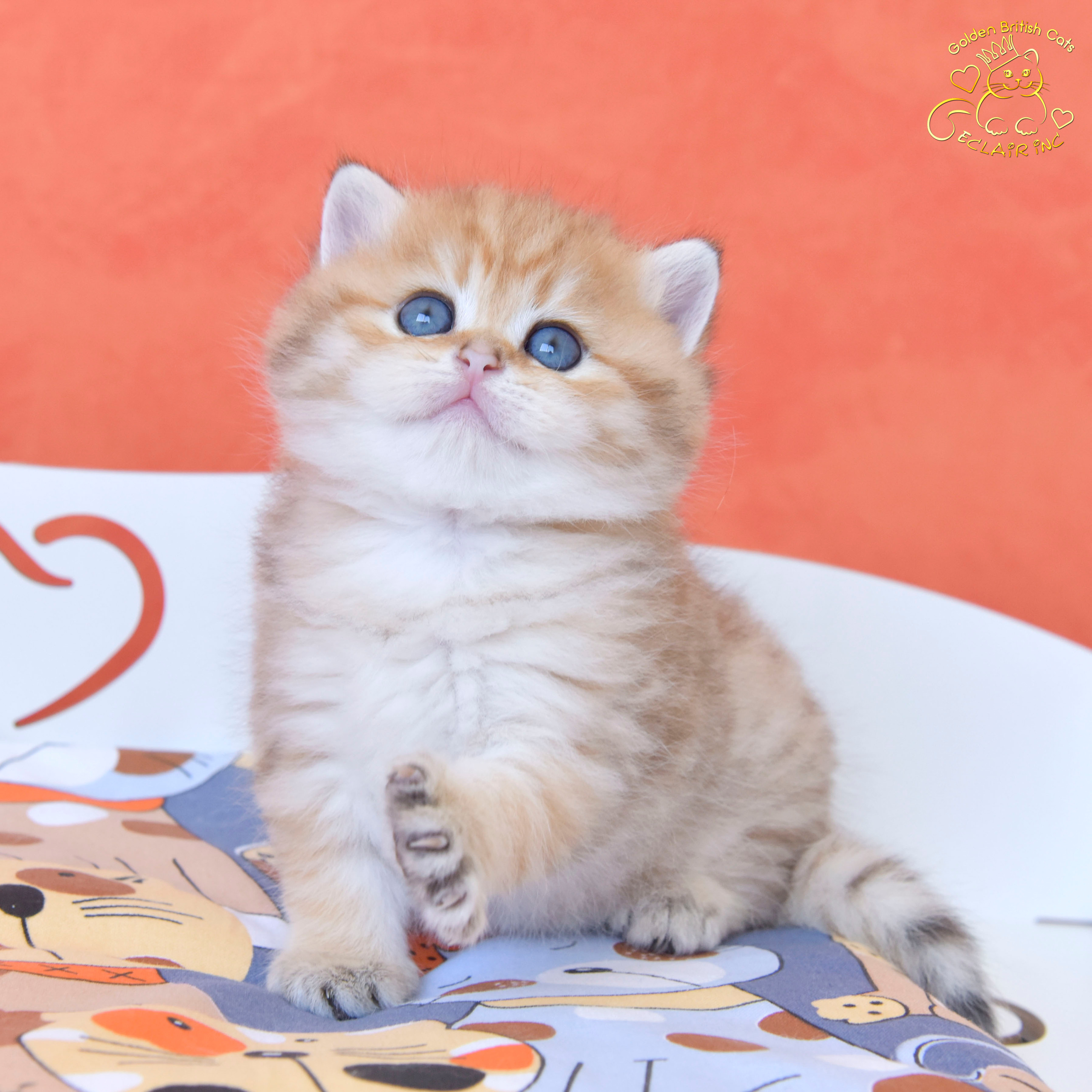 british shorthair golden, british shorthair golden cattery, british shorthair cattery greece, british golden chinchilla greece, british shorthair price, british shorthair Cyprus price, british shorthair Limassol price, cattery british shorthair Limassol, cattery british shorthair Cyprus, british shorthair kittens price, Cattery British shorthair Cyprus, cattery british shorthair Limassol, british kittens Limassol, british kittens Limassol price, cats for sale Limassol, kitten for sale Limassol, kitten for sale Cyprus, kitten for sale with pedigree limassol, cats for sale Limassol, cats for sale Larnaka, cats for sale Nicosia, kittens for sale Limassol, kittens for sale with pedigree Limassol