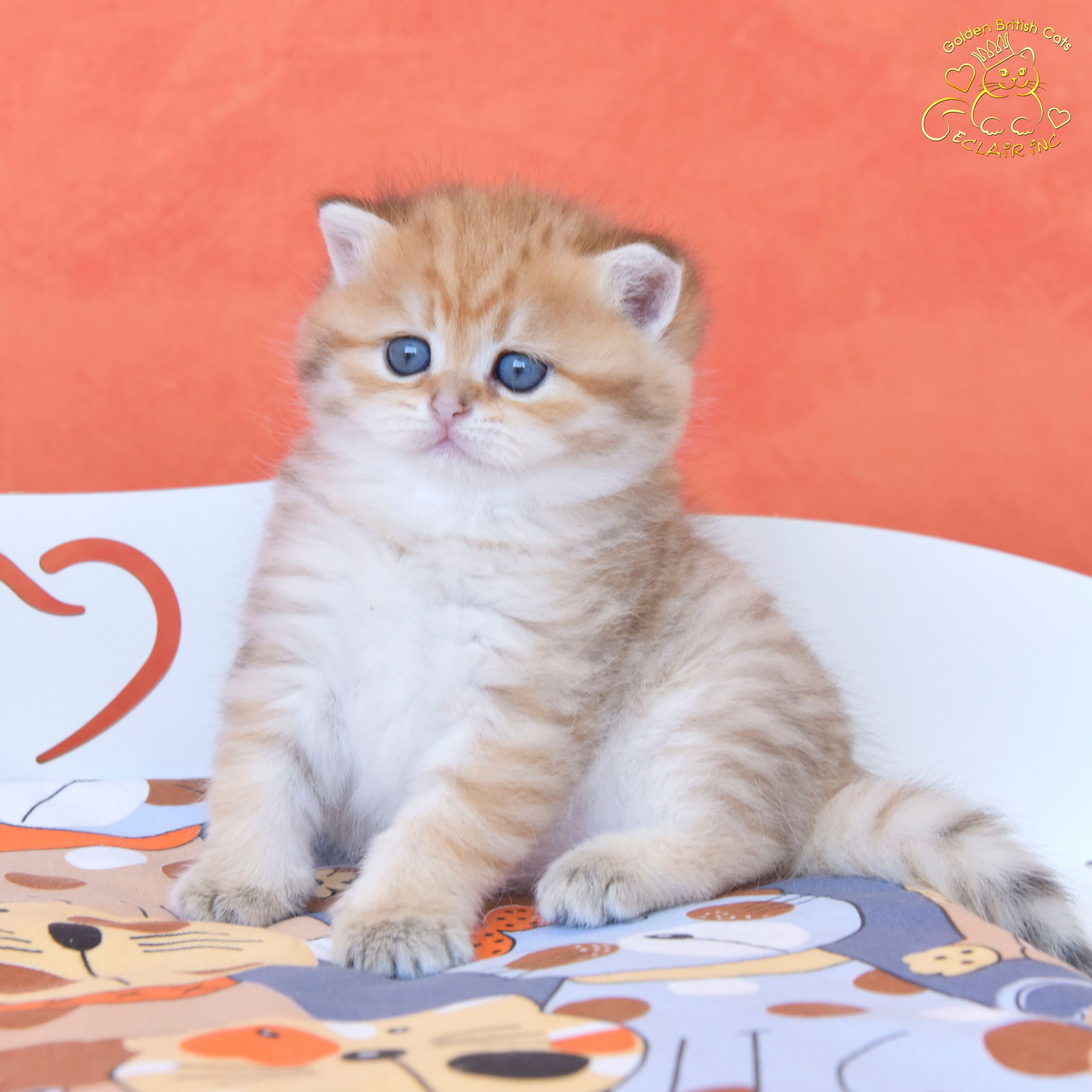 british shorthair golden, british shorthair golden cattery, british shorthair cattery greece, british golden chinchilla greece, british shorthair price, british shorthair Cyprus price, british shorthair Limassol price, cattery british shorthair Limassol, cattery british shorthair Cyprus, british shorthair kittens price, Cattery British shorthair Cyprus, cattery british shorthair Limassol, british kittens Limassol, british kittens Limassol price, cats for sale Limassol, kitten for sale Limassol, kitten for sale Cyprus, kitten for sale with pedigree limassol, cats for sale Limassol, cats for sale Larnaka, cats for sale Nicosia, kittens for sale Limassol, kittens for sale with pedigree Limassol