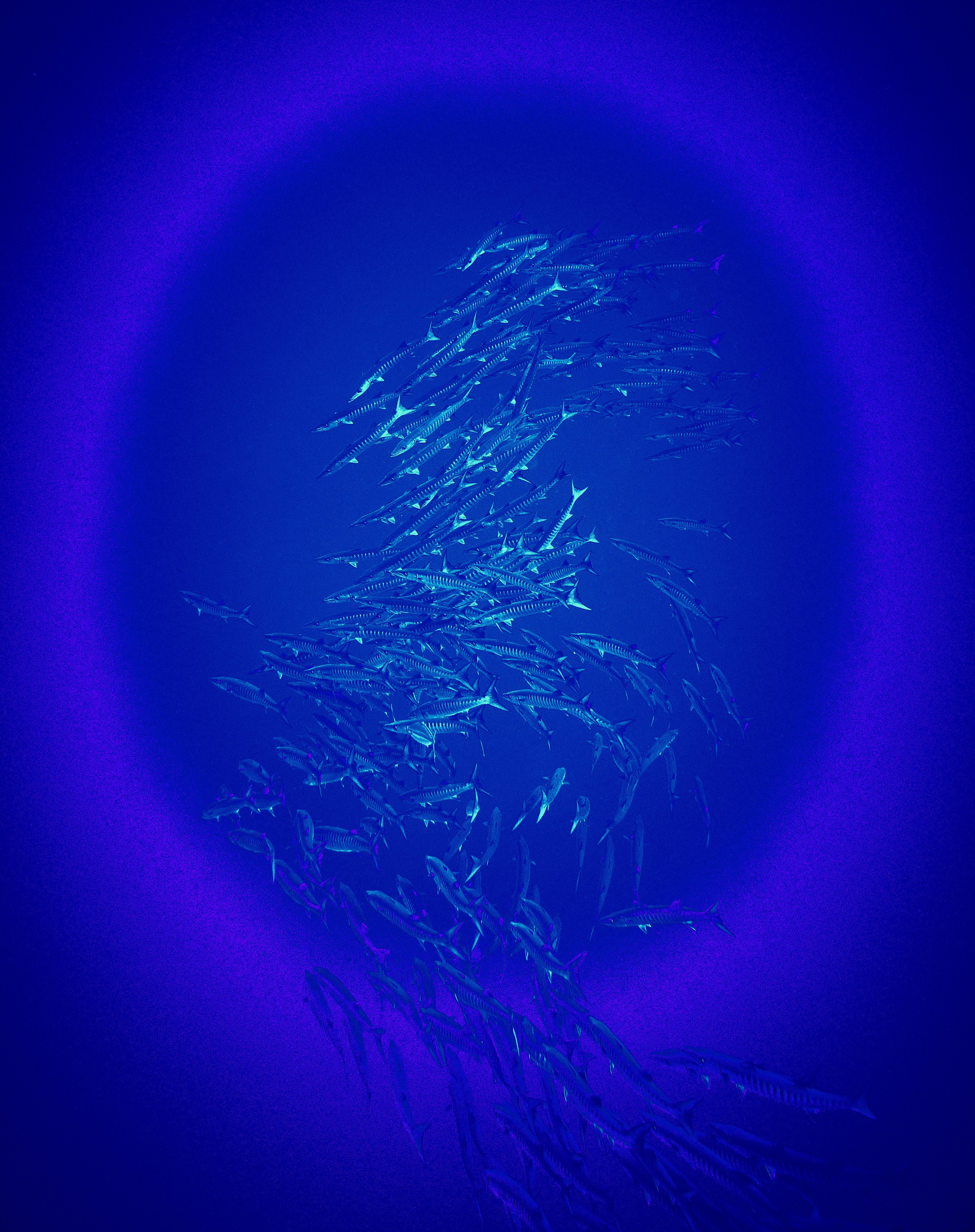 2023-11 - Diving Safari Deep South Egypt. Андрей Шипилов — Фотография & Видеография