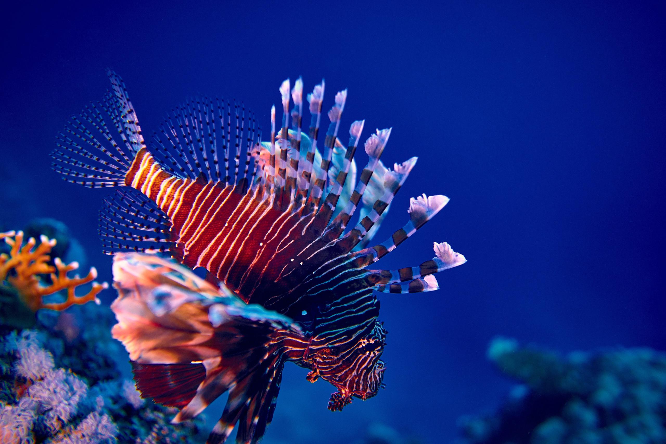 2023-11 - Diving Safari Deep South Egypt. Андрей Шипилов — Фотография & Видеография