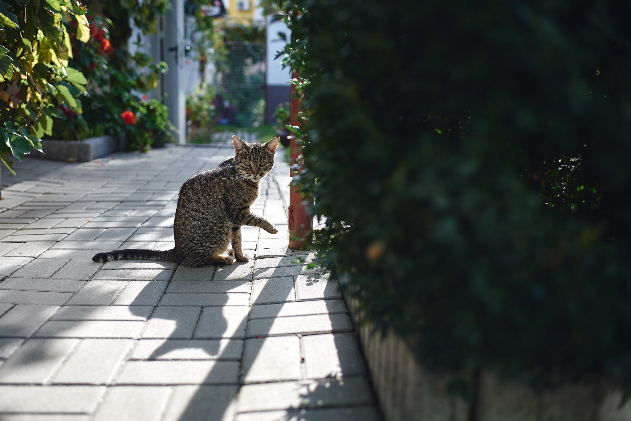 Vlad & Diana. Georgescu Alexandru Fotograf