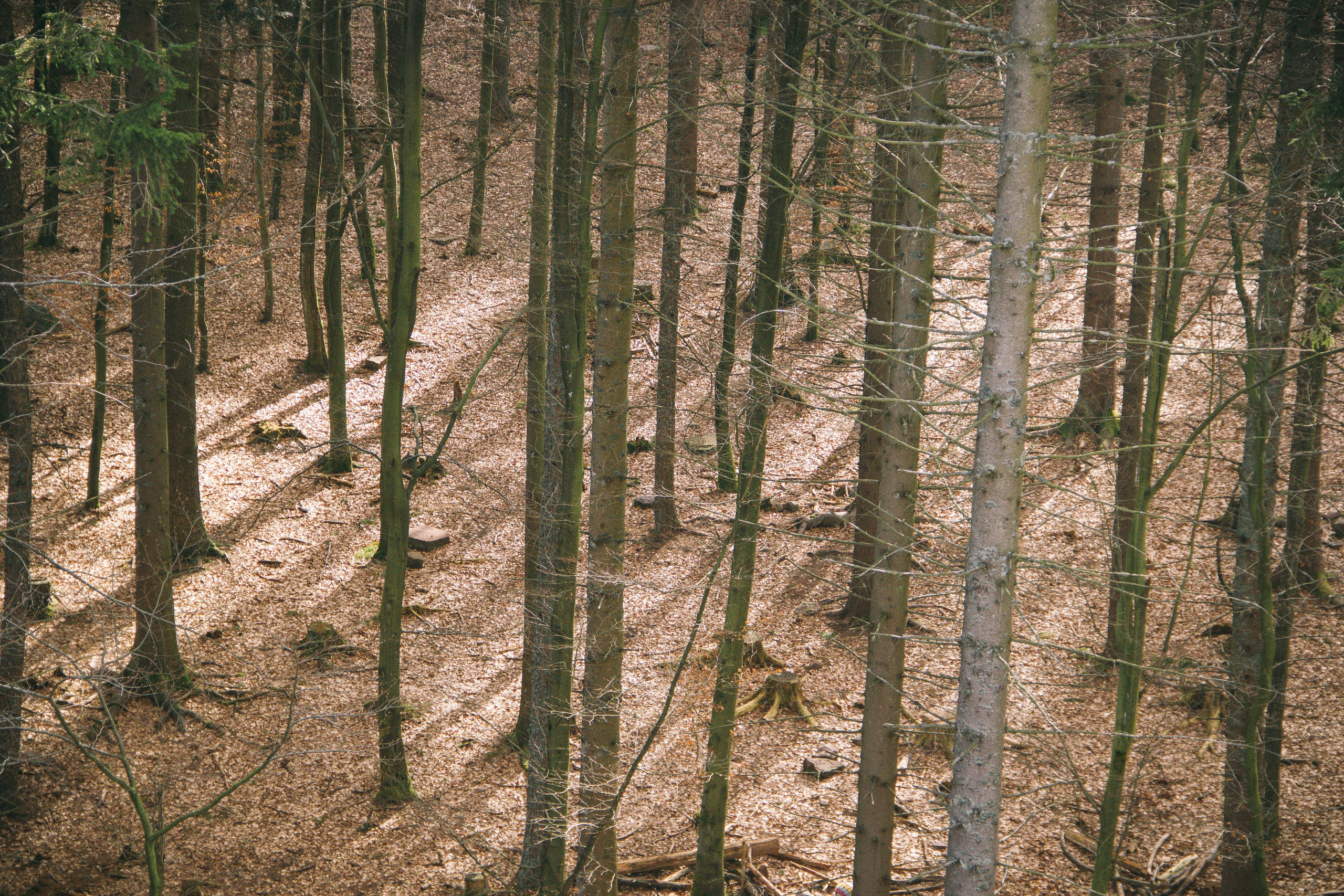 Над вершинами деревьев Baumwipfelpfad. Фотограф в Германии — Мария Чистякова