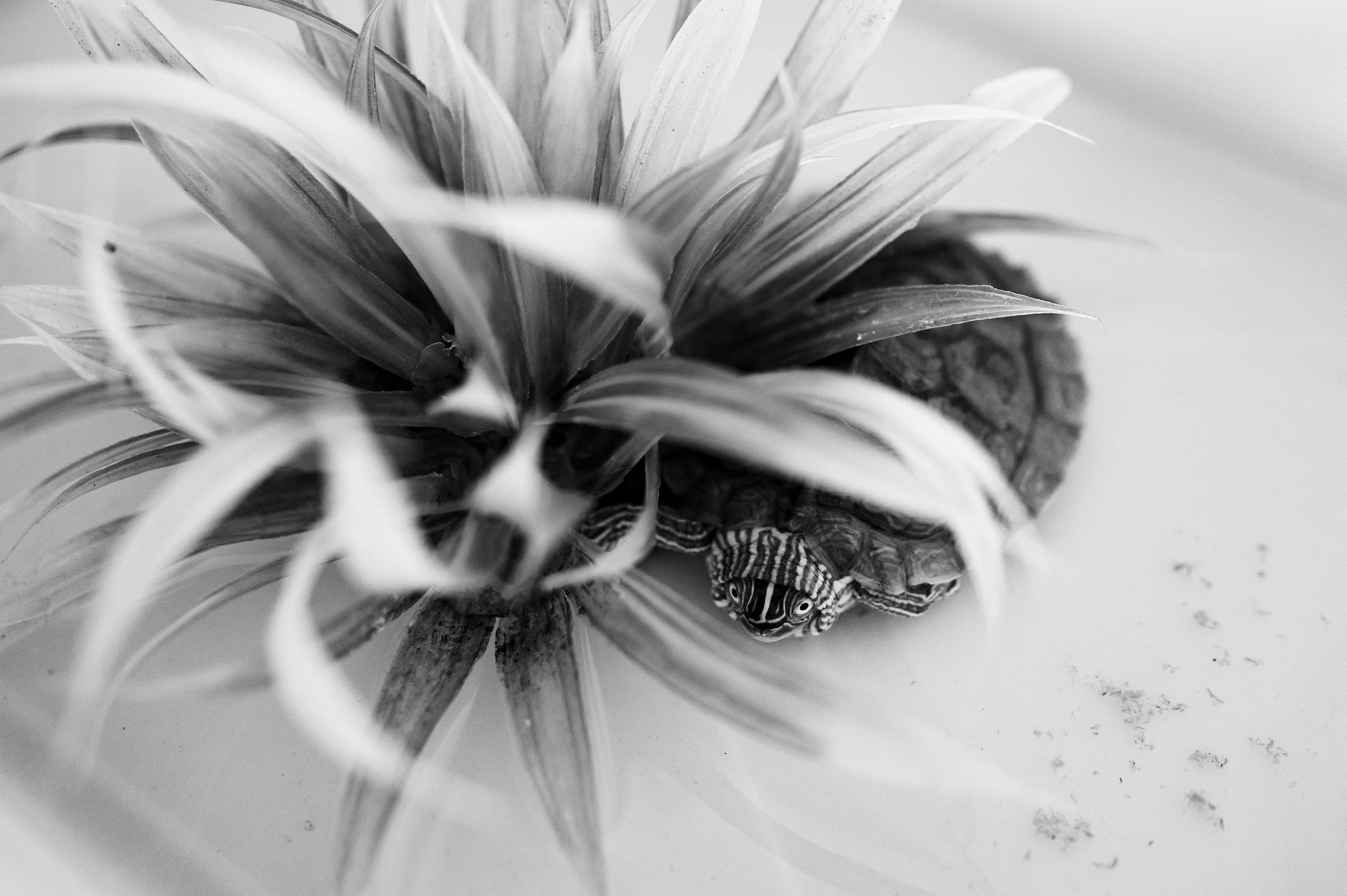 Eduard Ayan. Mugurel Olteanu Fotograf