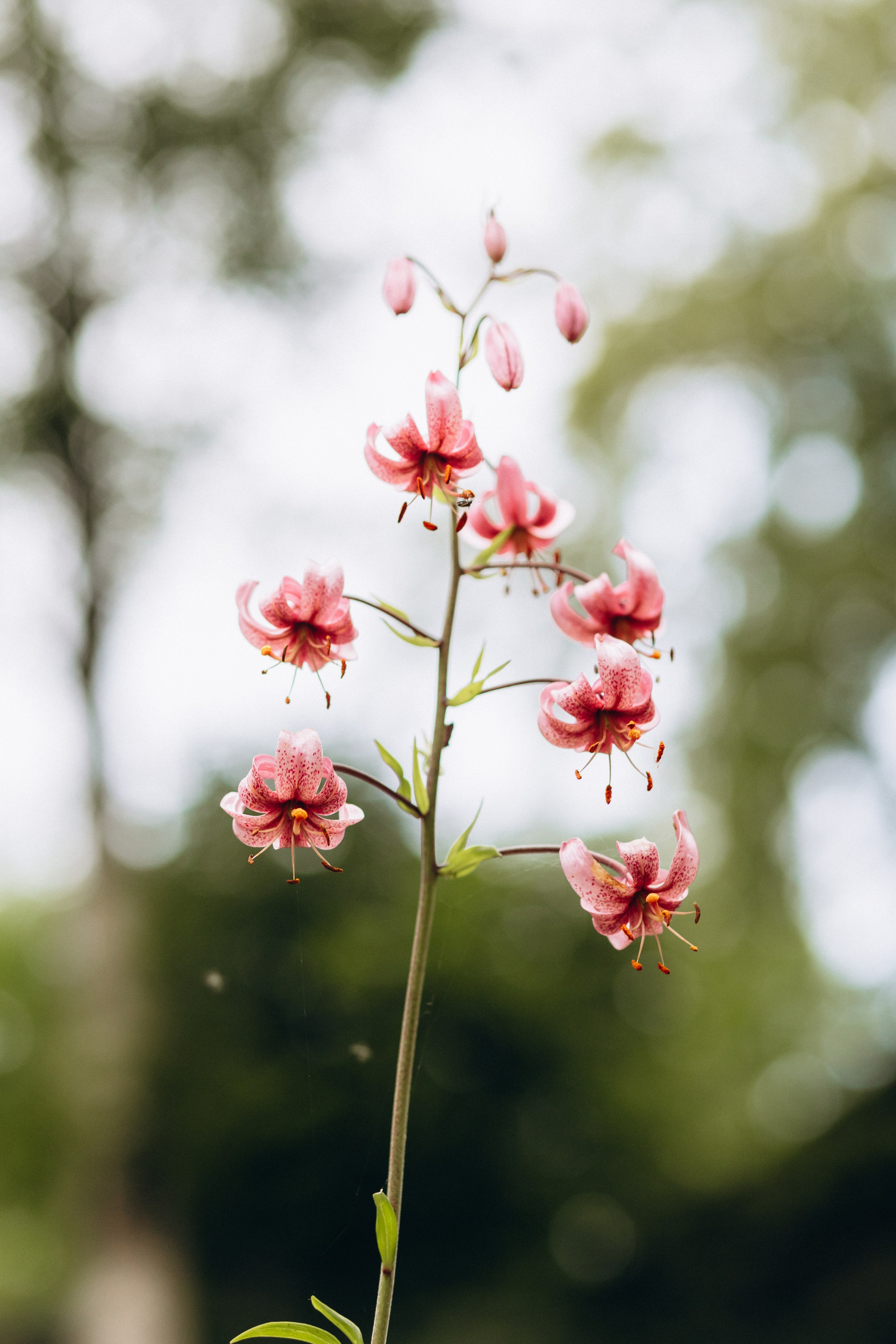 Sasha & Vika& Daniel. Wedding and Family Photograph