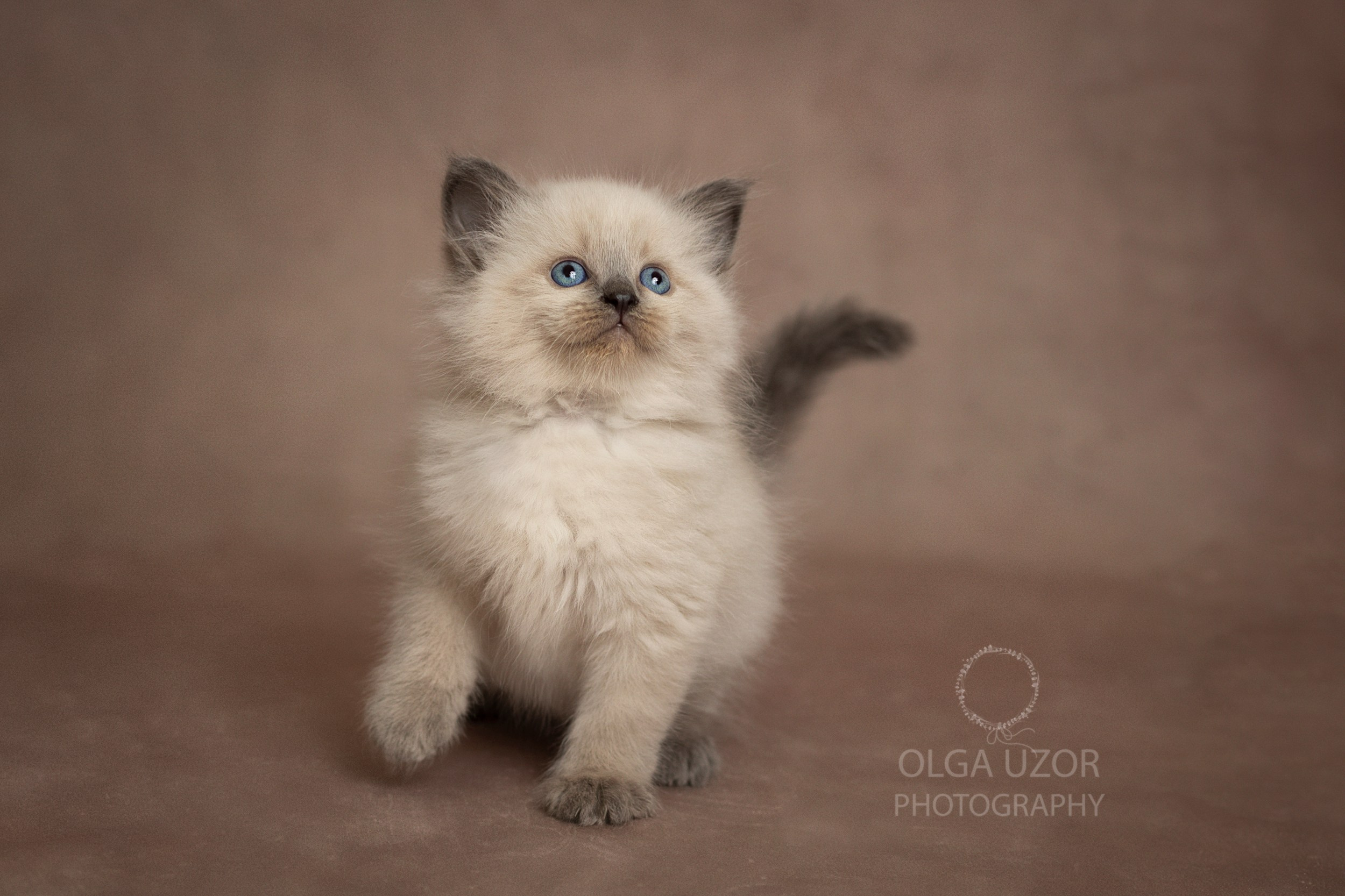 Pets photographer based in Stevenage, Hertfordshire. Stevenage, Hertfordshire family, maternity and newborn photographer