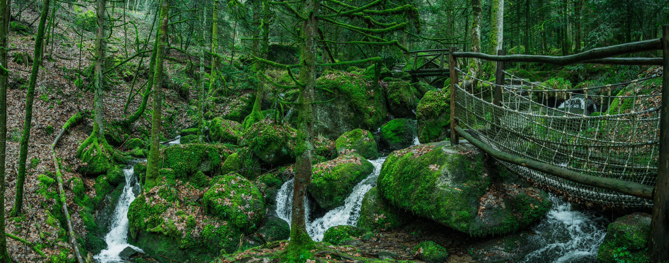 Black Forrest. Stevenson.Visual.Lab — Professional Photo/Video in Berlin
