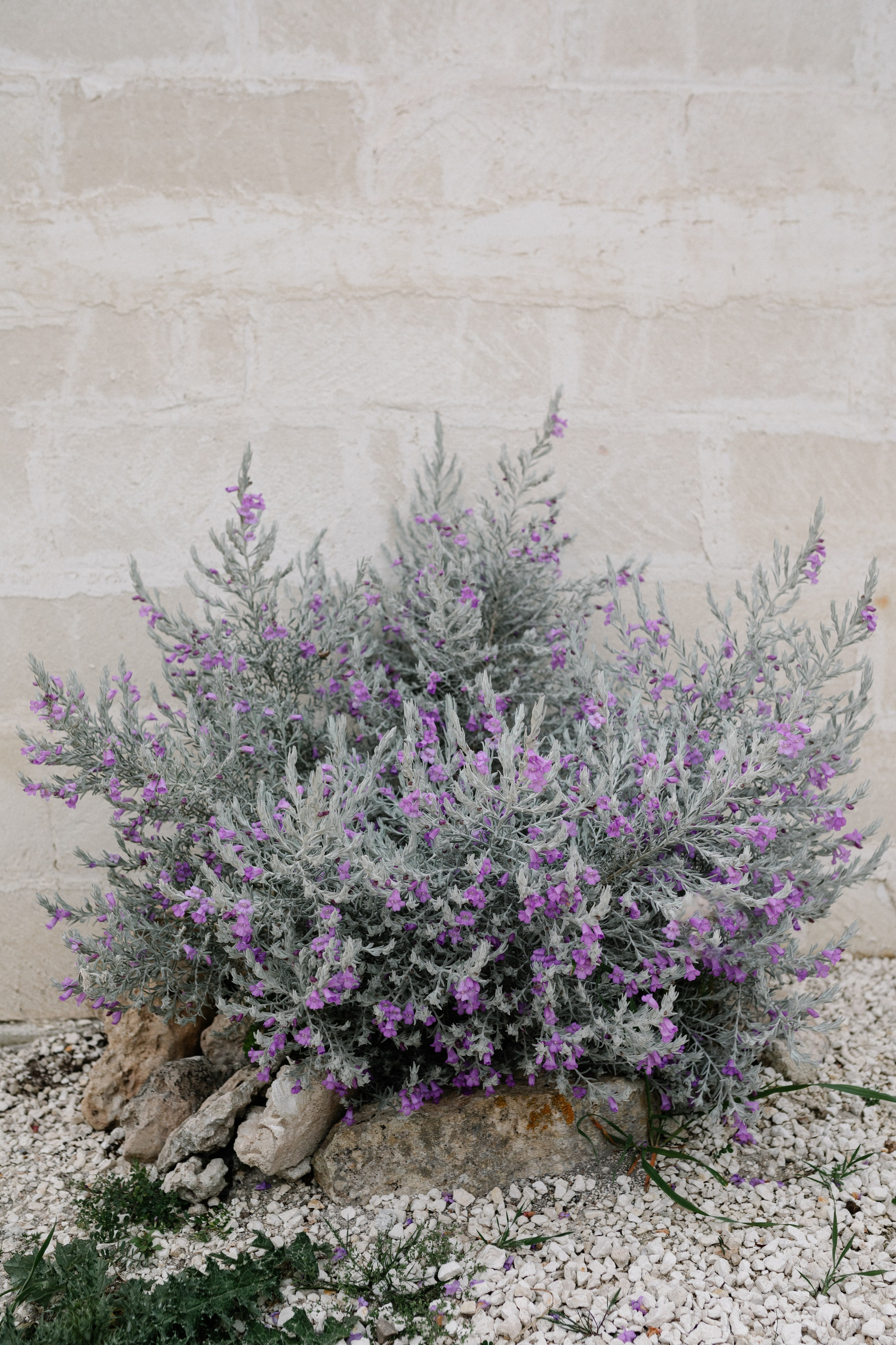 Alyssa&Sean. Весільний фотограф Вікторія Саврук