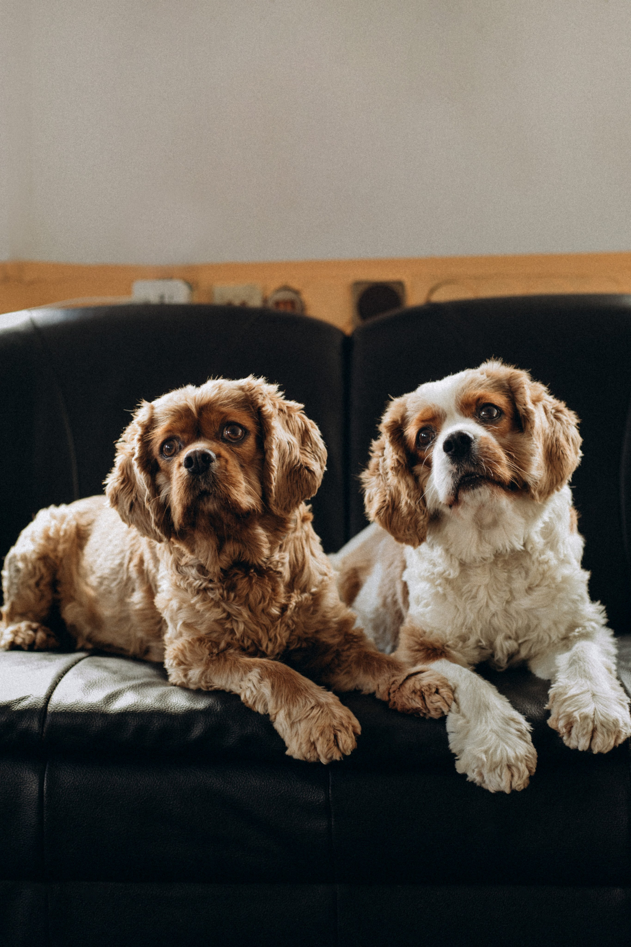 Pets. Photographer Düsseldorf, Cologne, NRW — Kristina Braudo