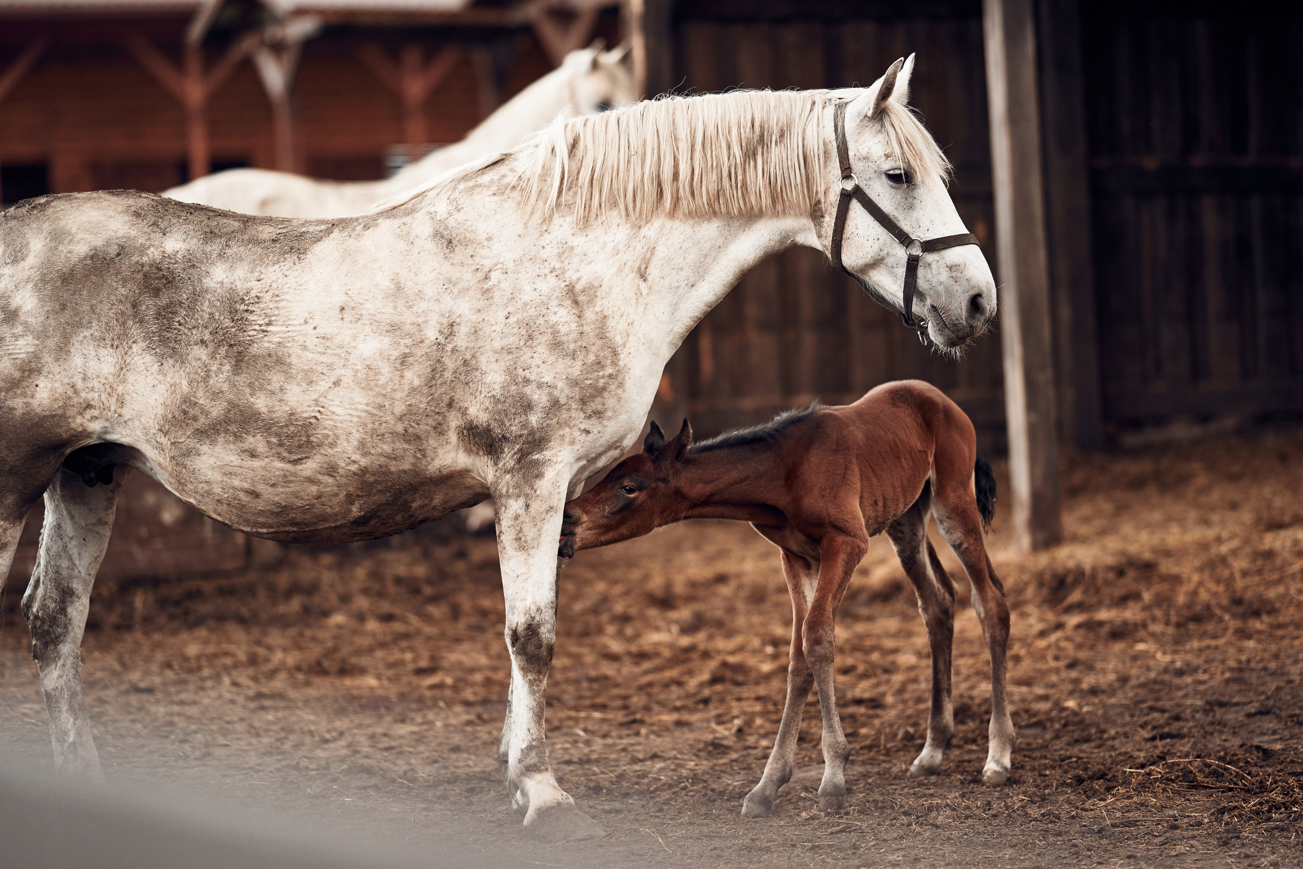 Ранчо Шарье. Место, где забываешь о времени. Фотограф в Барселоне Жанна Захарченко