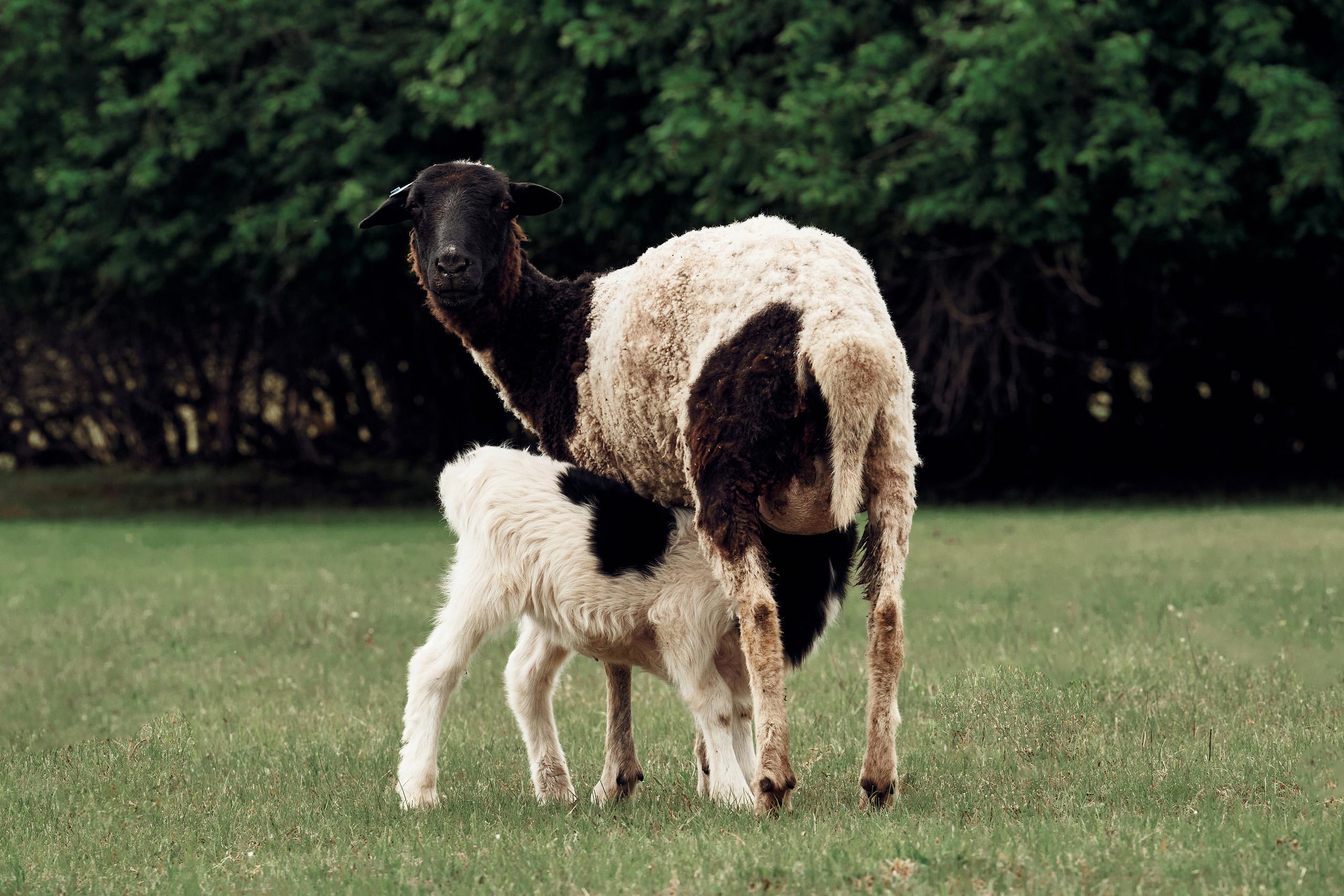 Ранчо Шарье. Место, где забываешь о времени. Фотограф в Барселоне Жанна Захарченко
