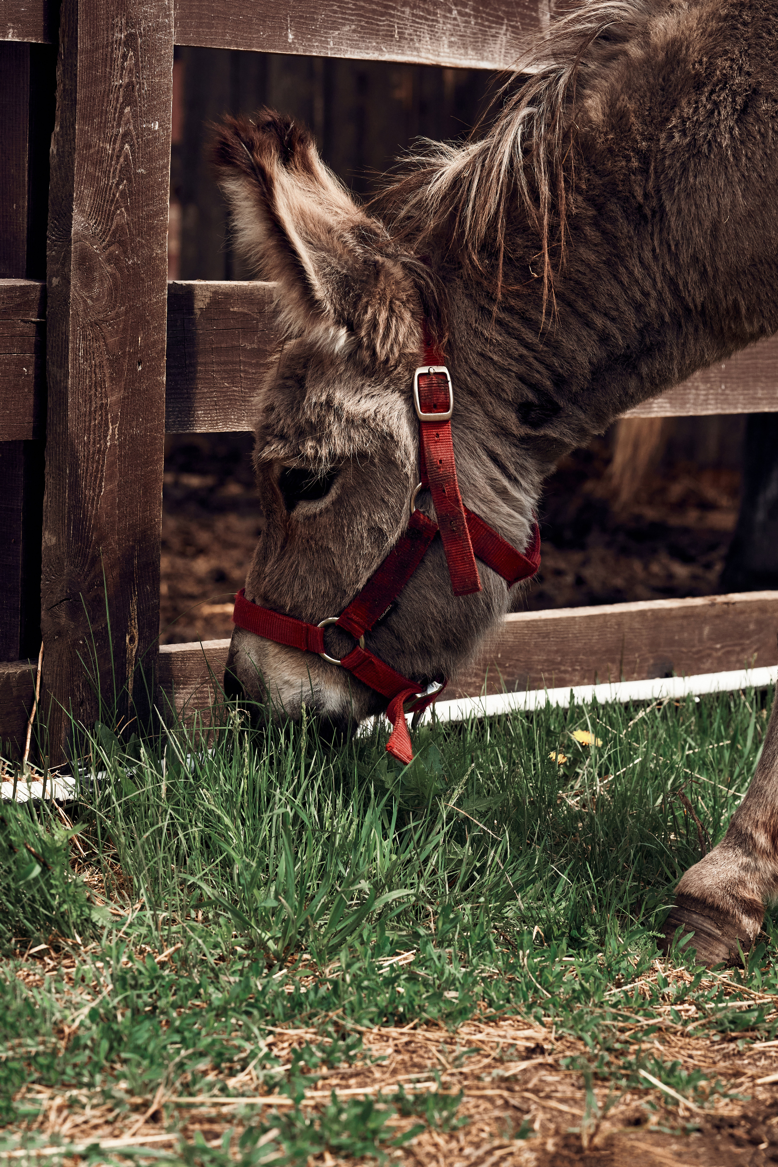 Ранчо Шарье. Место, где забываешь о времени. Фотограф в Барселоне Жанна Захарченко