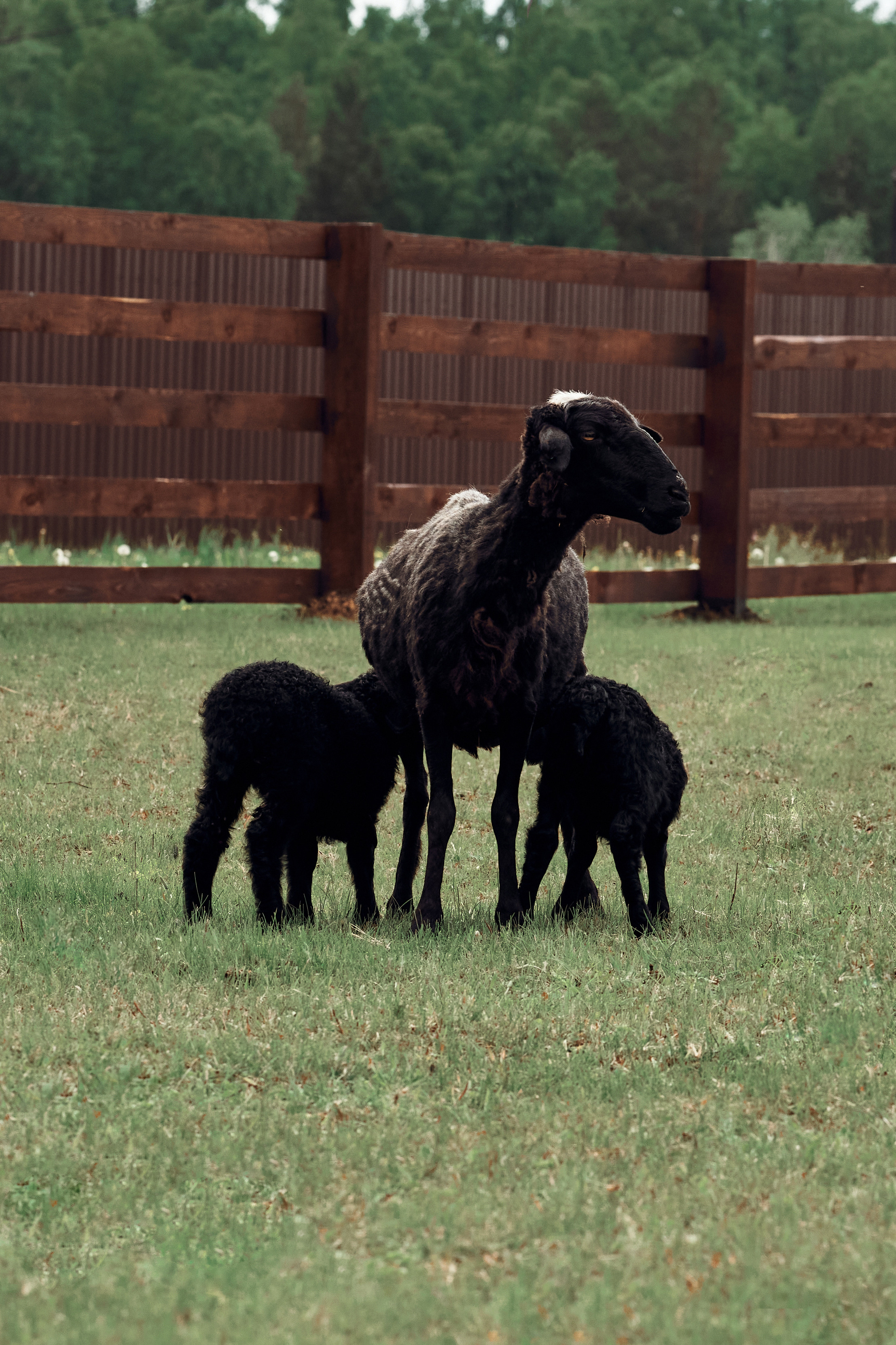 Ранчо Шарье. Место, где забываешь о времени. Фотограф в Барселоне Жанна Захарченко