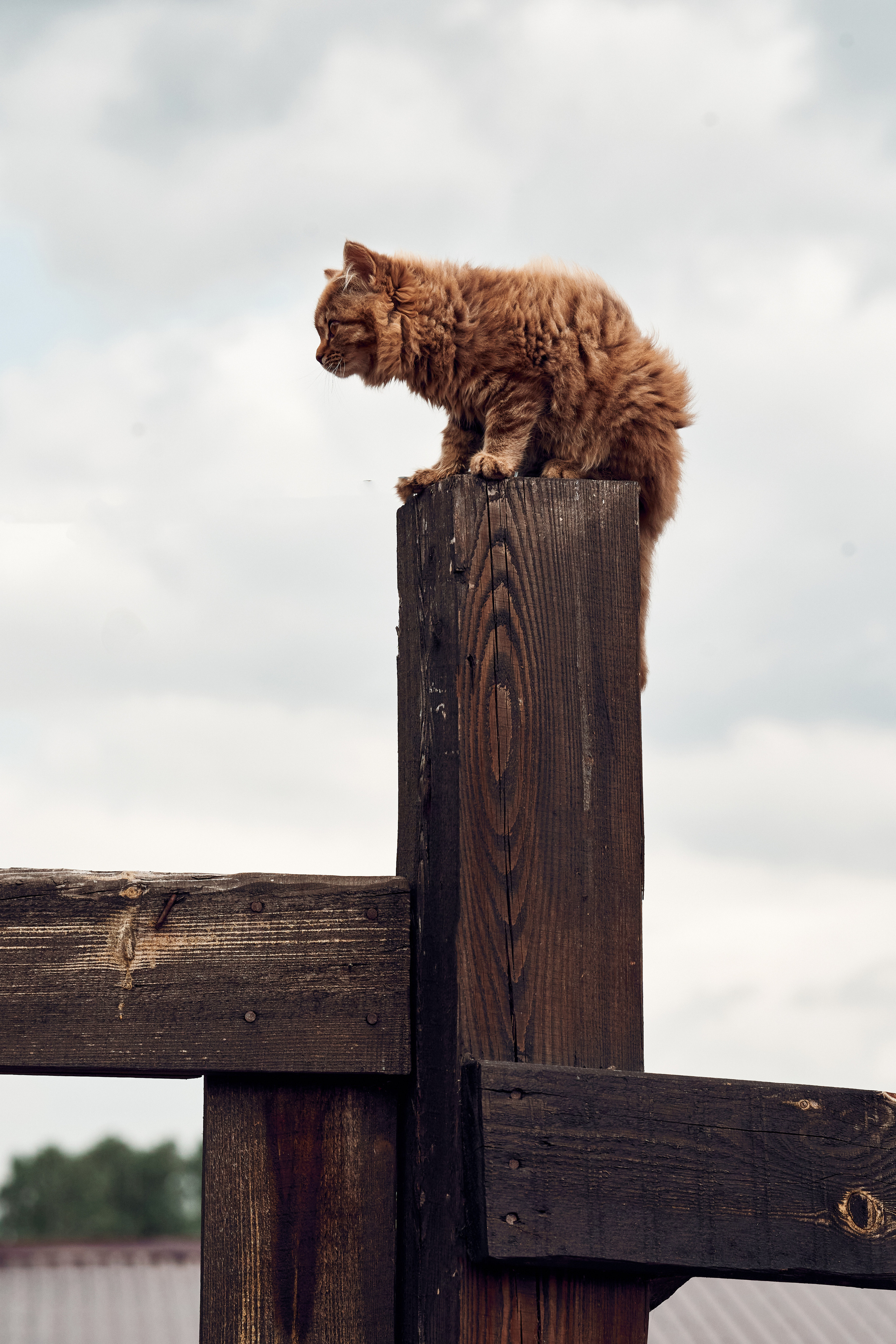 Ранчо Шарье. Место, где забываешь о времени. Фотограф в Барселоне Жанна Захарченко