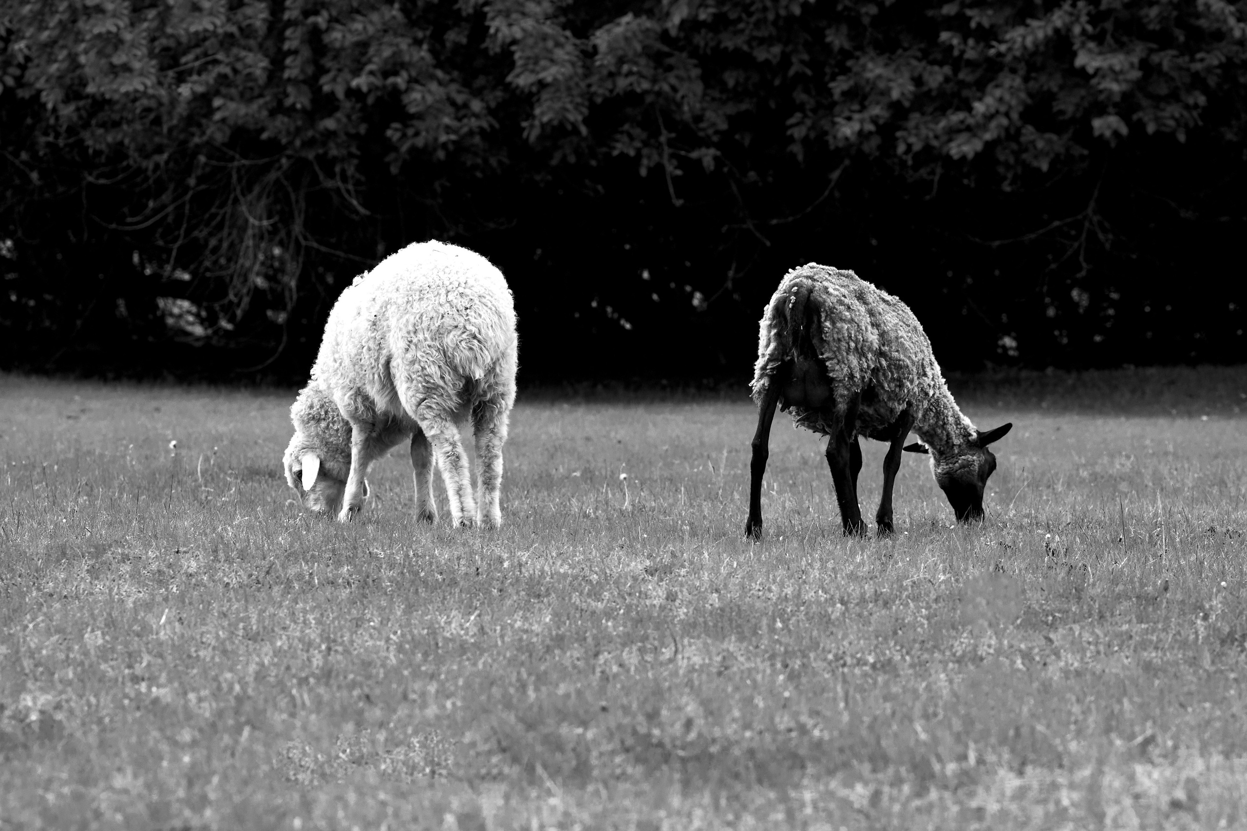 Ранчо Шарье. Место, где забываешь о времени. Фотограф в Барселоне Жанна Захарченко