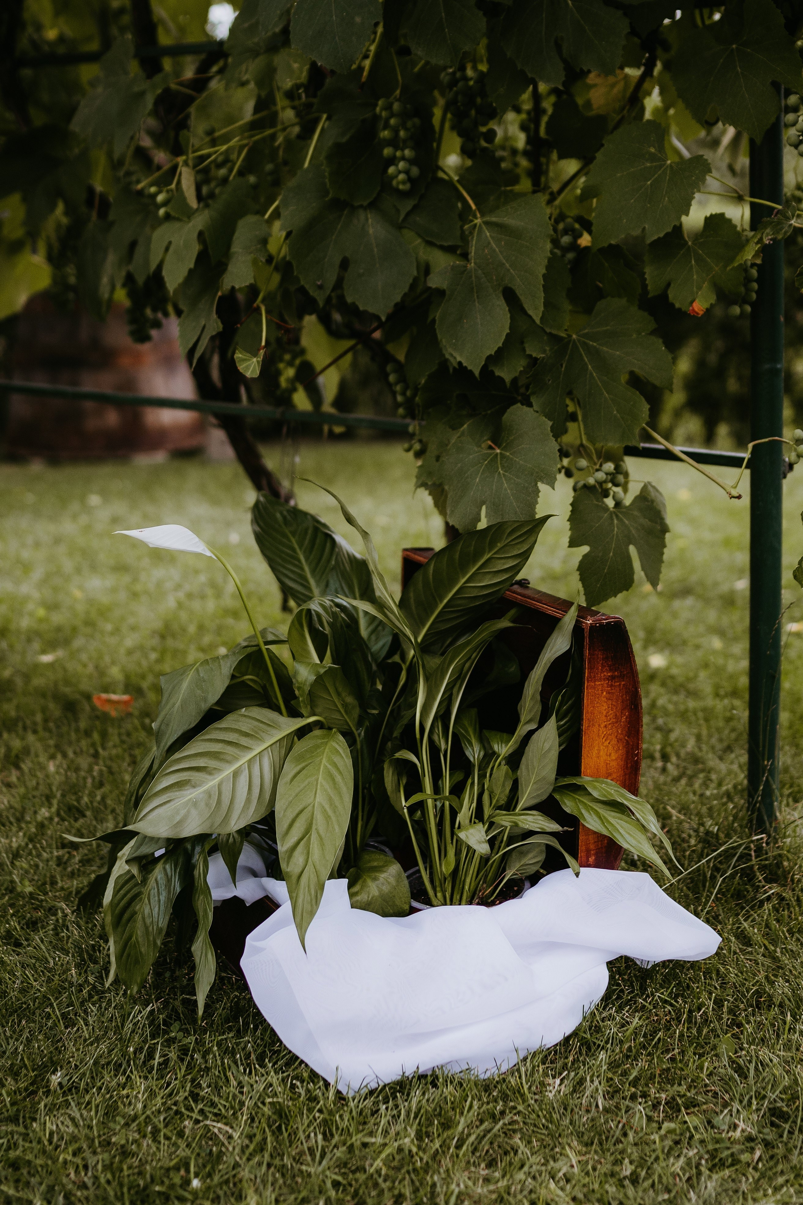 Rodica și Claudiu - O nuntă autentică și plină de emoție la Golden Forest. Valentin Melen - fotograf de nunta 🤍