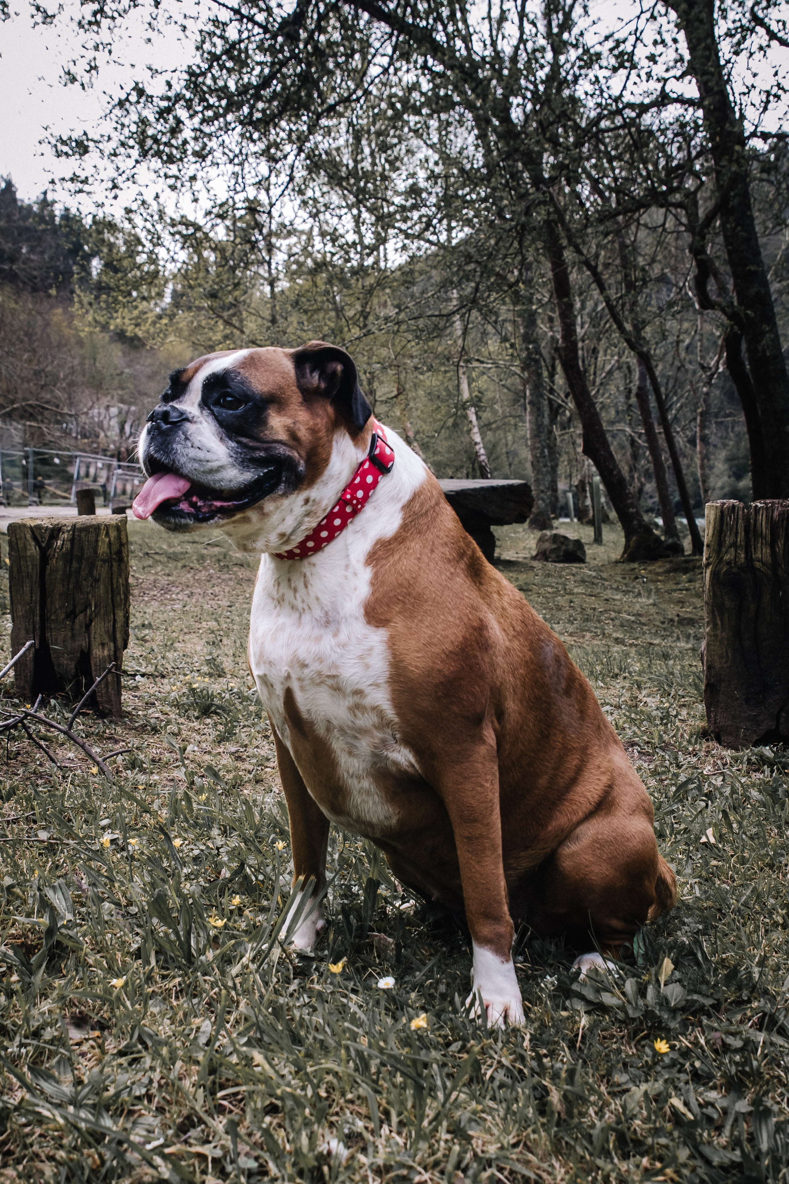 Sesiones fotográficas a mascotas. RabelByCris Fotógrafa en Coruña de Eventos, sesiones, mascotas