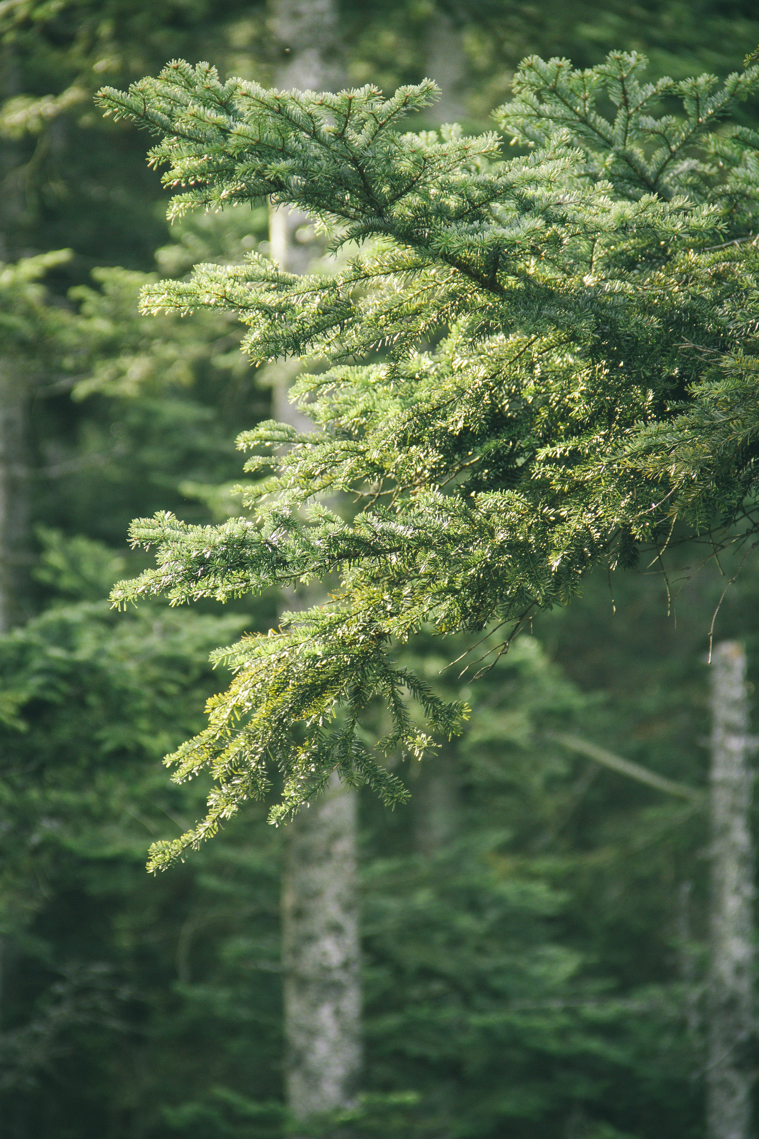 Над вершинами деревьев Baumwipfelpfad. Фотограф в Германии — Мария Чистякова