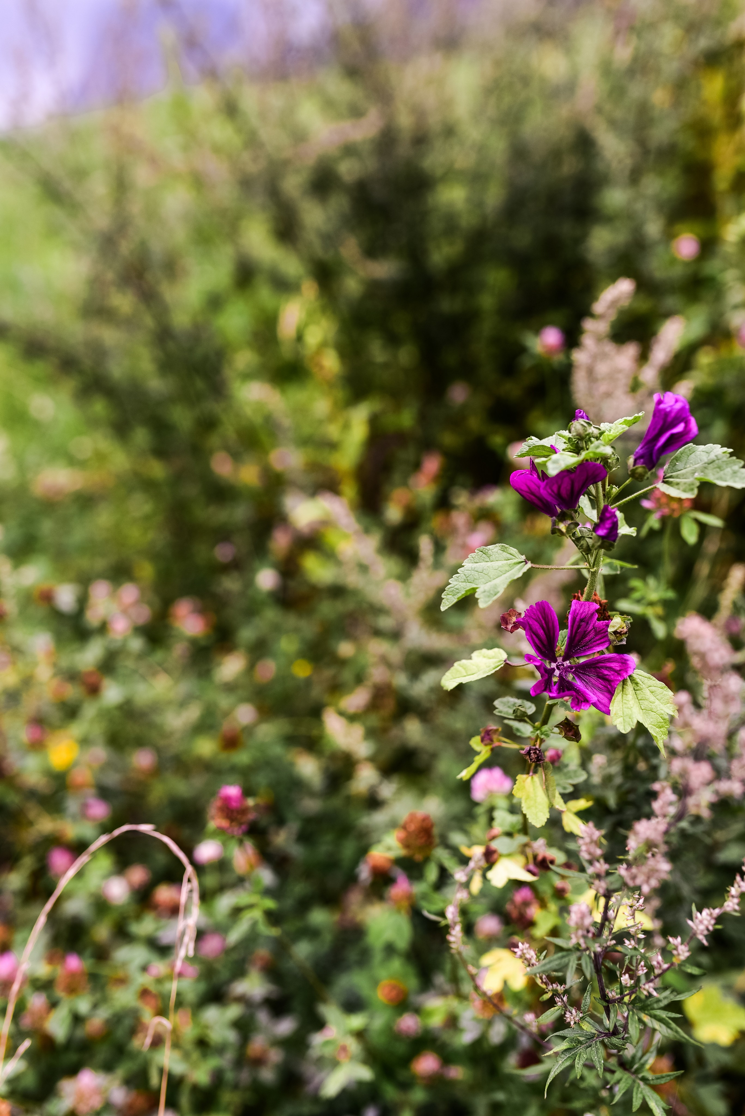 Kräutergarten Wipptal. Familienfotografin aus Sterzing Elena Muehlsteiger