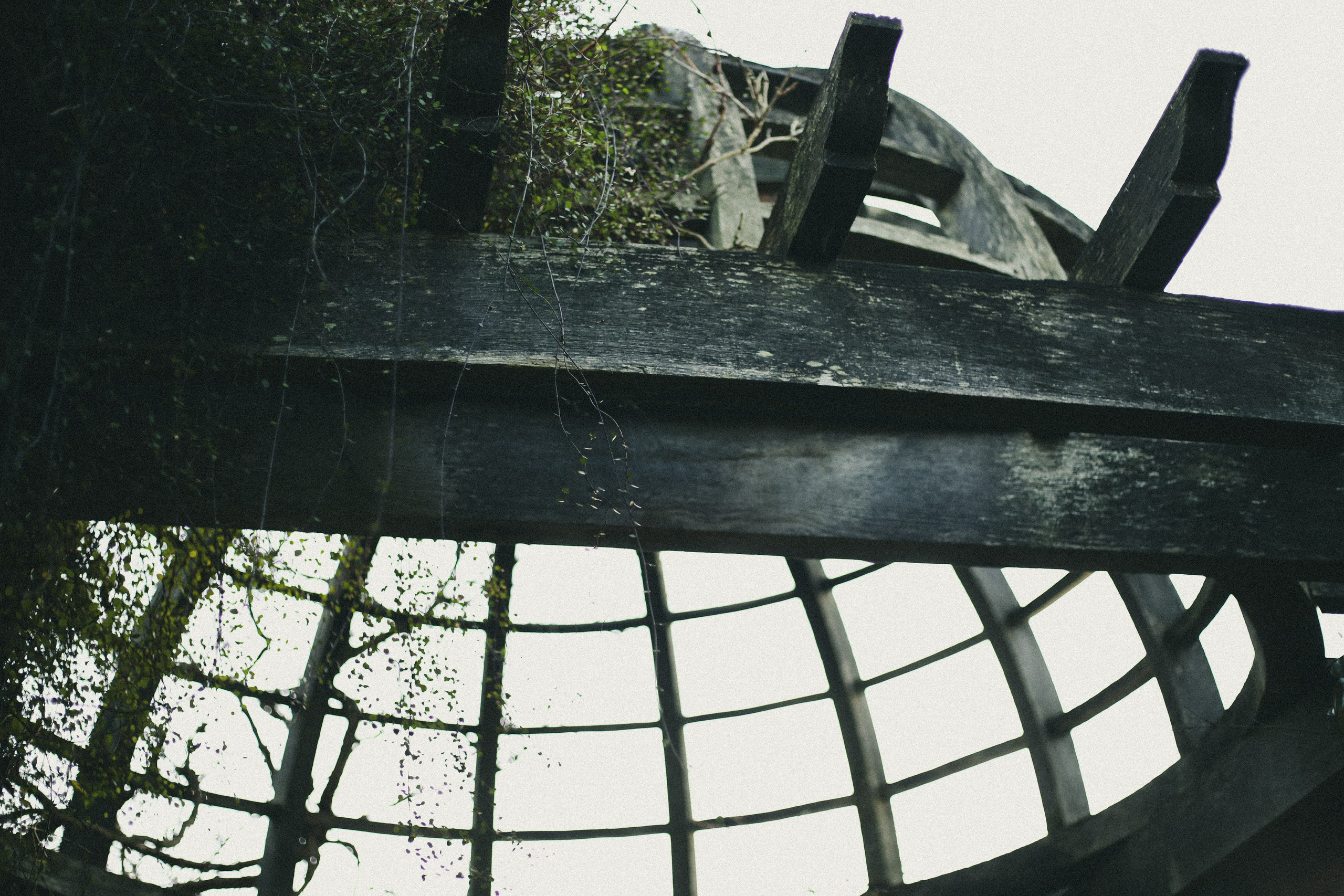 Zoe Hampstead Heath. Victoria Dini. Art photography in London / Folkestone, UK