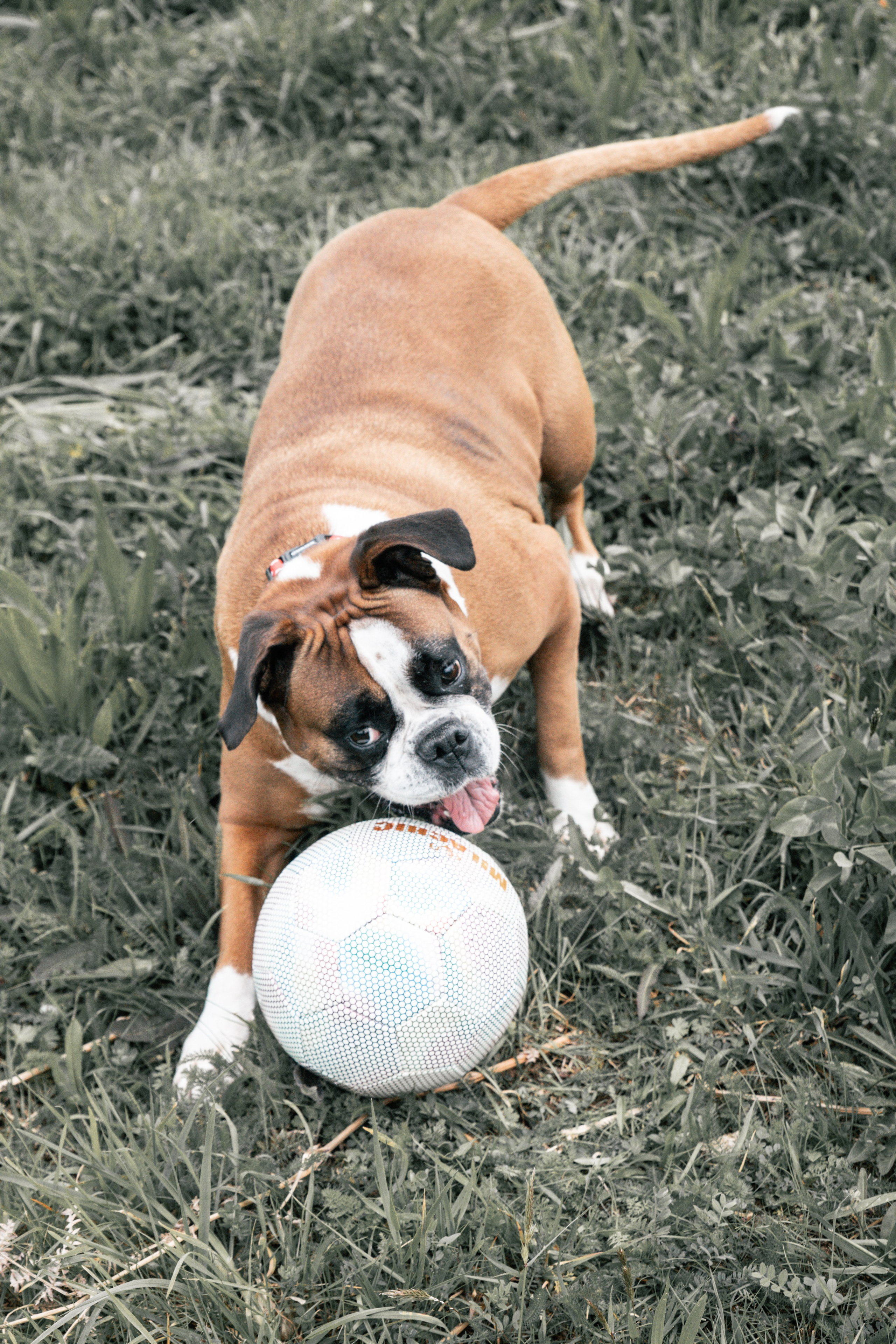 Sesiones fotográficas a mascotas. RabelByCris Fotógrafa en Coruña de Eventos, sesiones, mascotas