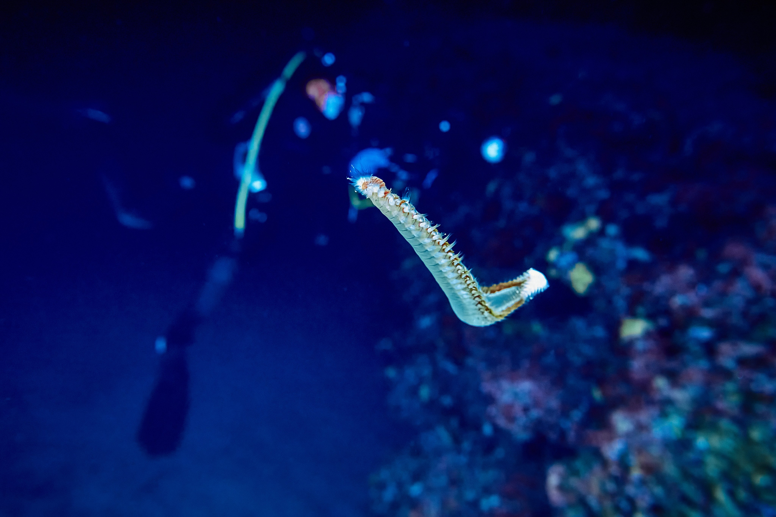 Fotograf podwodny Andriej Szypiłow - Fauna i flora Czerwonego i Adriatyckiego Mórz. Andriej Szypilow - Fotografia & Wideografia