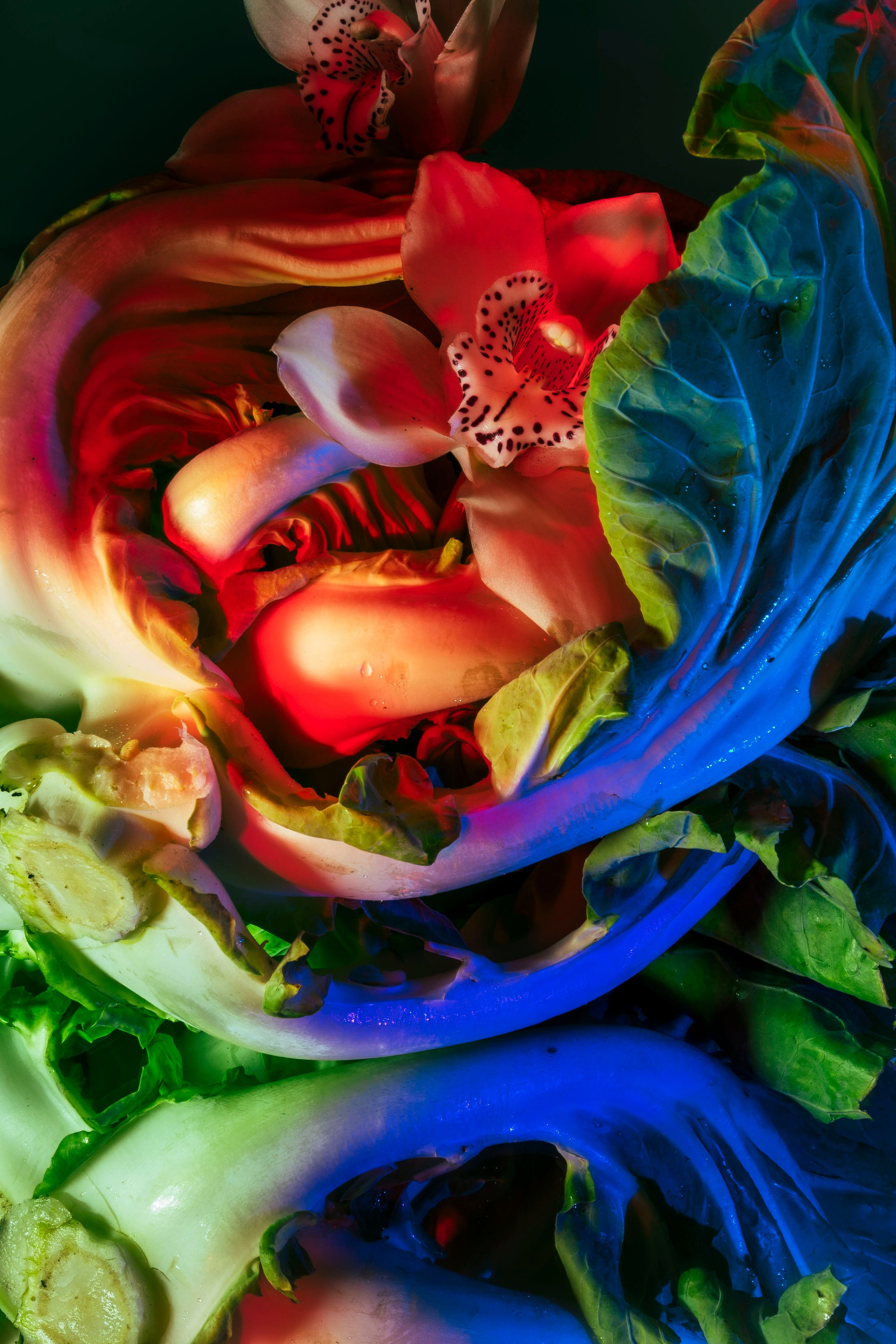 Composição floral abstrata com luz colorida. Composição artística abstrata feita de orquídeas e repolho. Luzes vermelhas e azuis foram usadas para destacar os objetos.