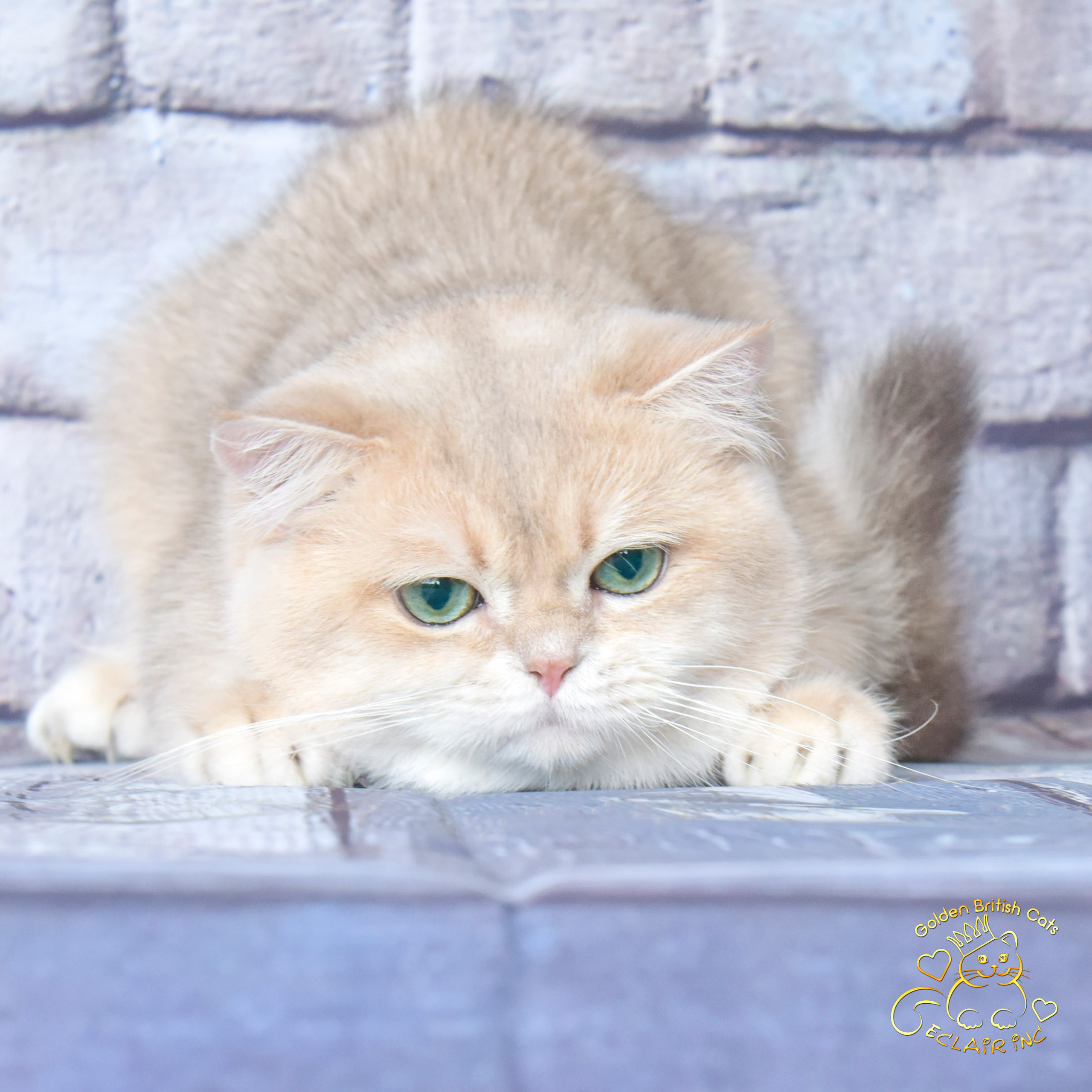 cattery british shorthair, british shorthair golden, british shorthair golden cattery, british shorthair cattery OAE, british golden chinchilla Paris, british shorthair price, british shorthair Russian price, british shorthair London price, cattery british shorthair Limassol, cattery british shorthair Saudi Arabia, british shorthair kittens price, british kittens limassol, hosico cats, hosico cats breed, hosico cat in UK, hosico kitten price