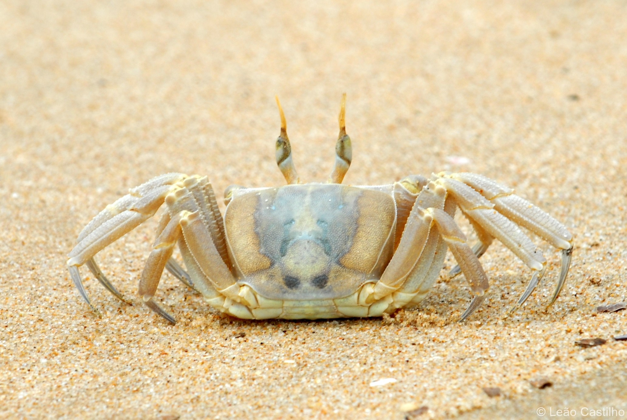 Photos of animals. Simbahalu