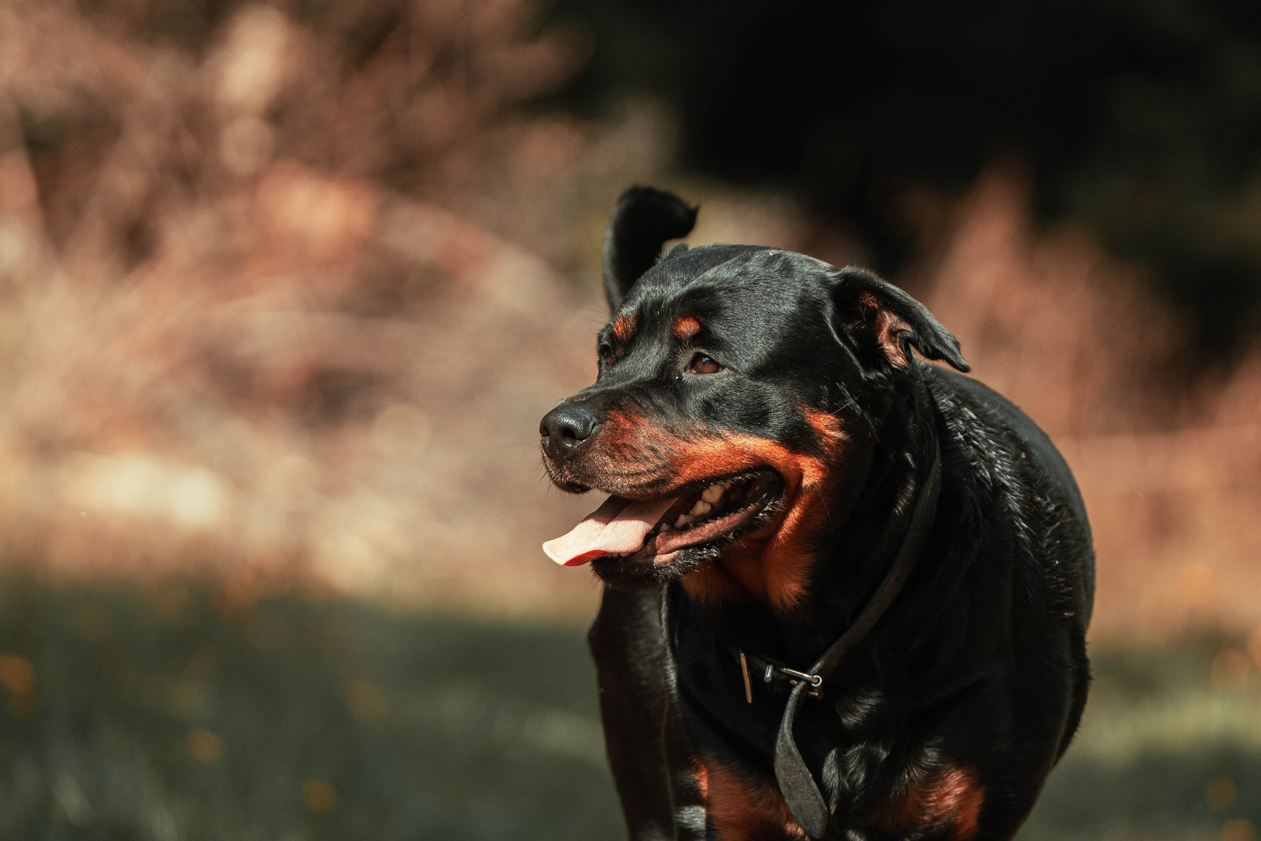 Eläimet. VEKE MEDIA