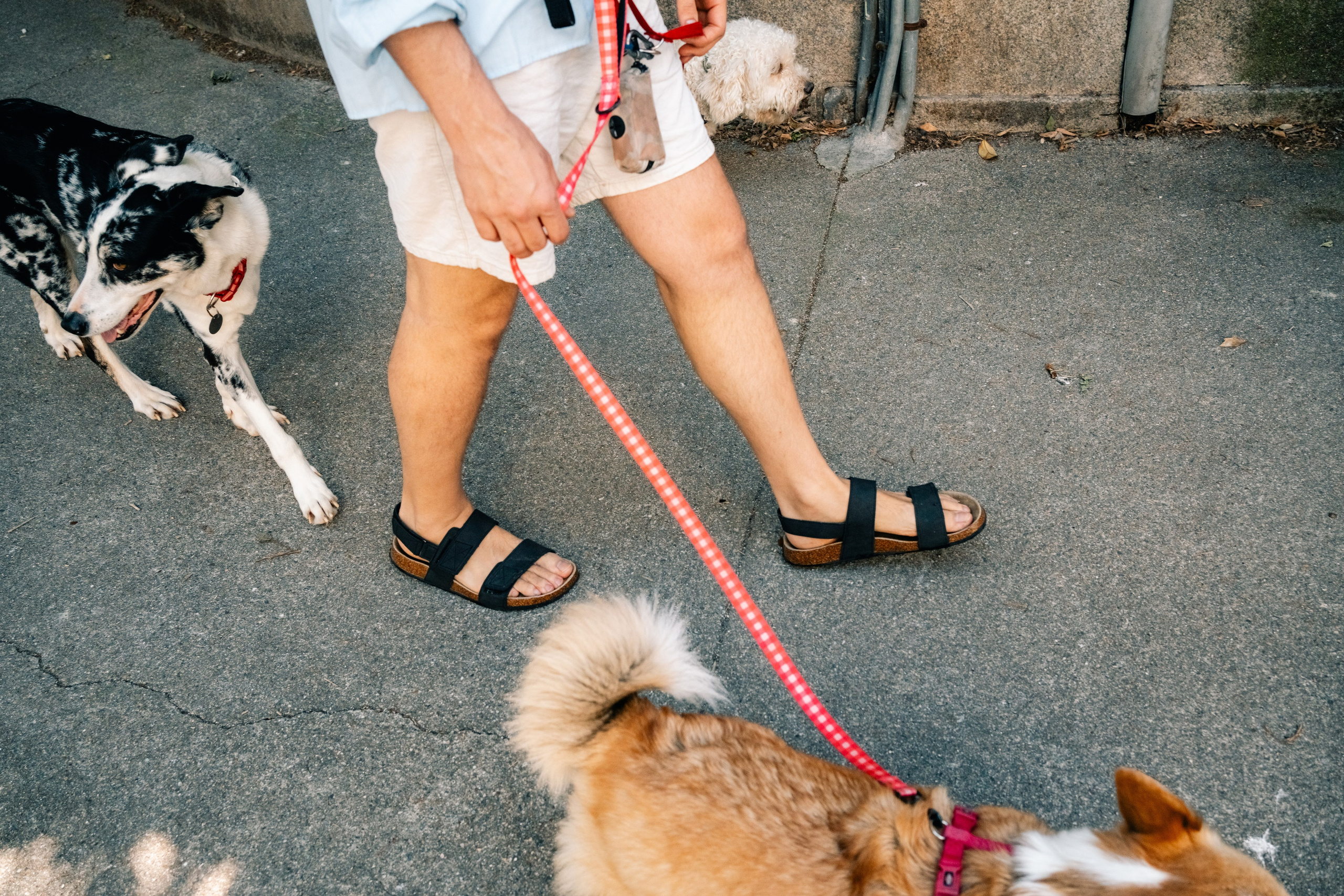 Yana & Pedro & Doggos. Maria Sher. Fotógrafa profissional do Porto, Portugal